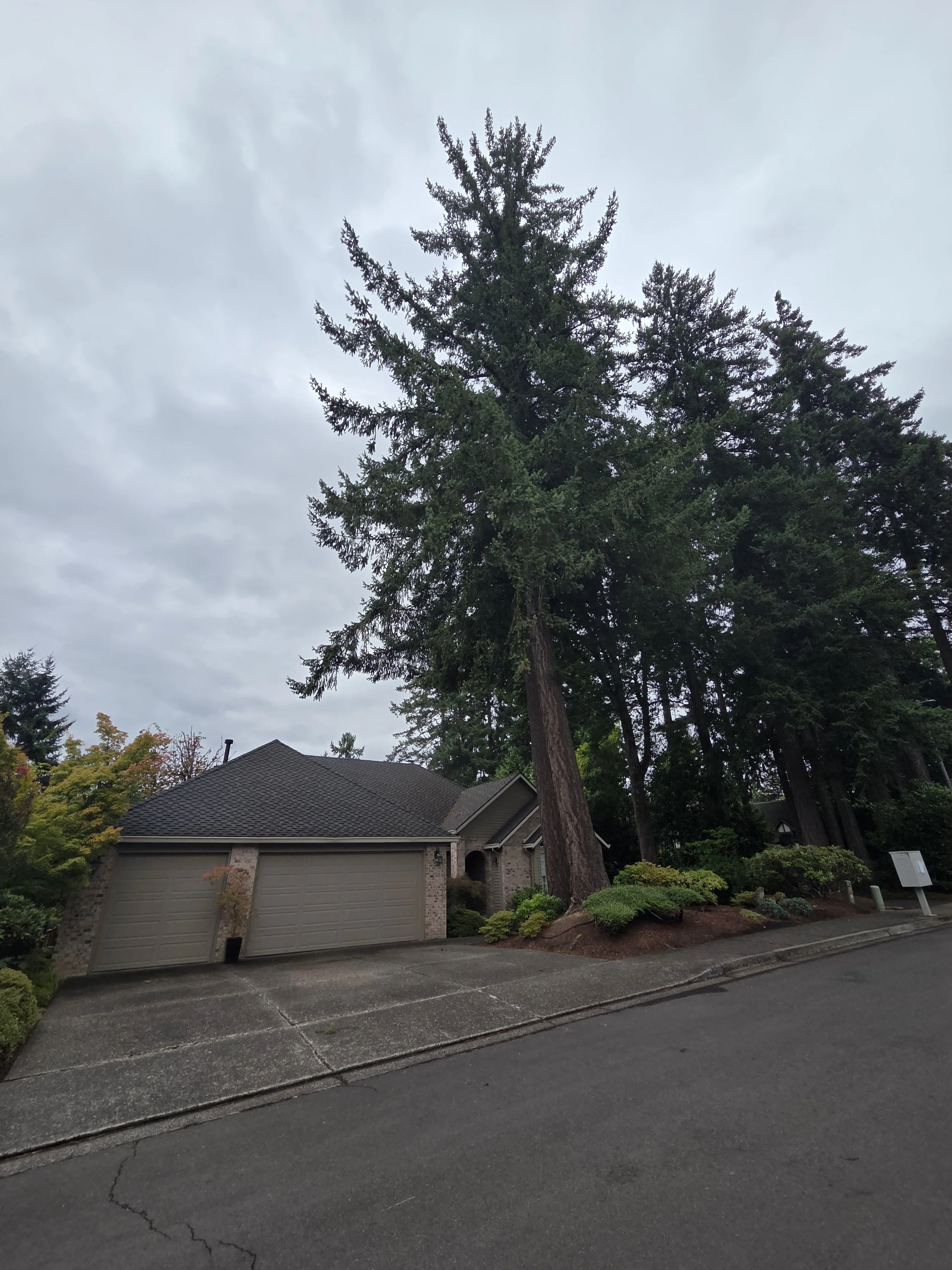 Two professionally trimmed trees in front of a residential home — curb appeal tree pruning | North Woods Tree Service
