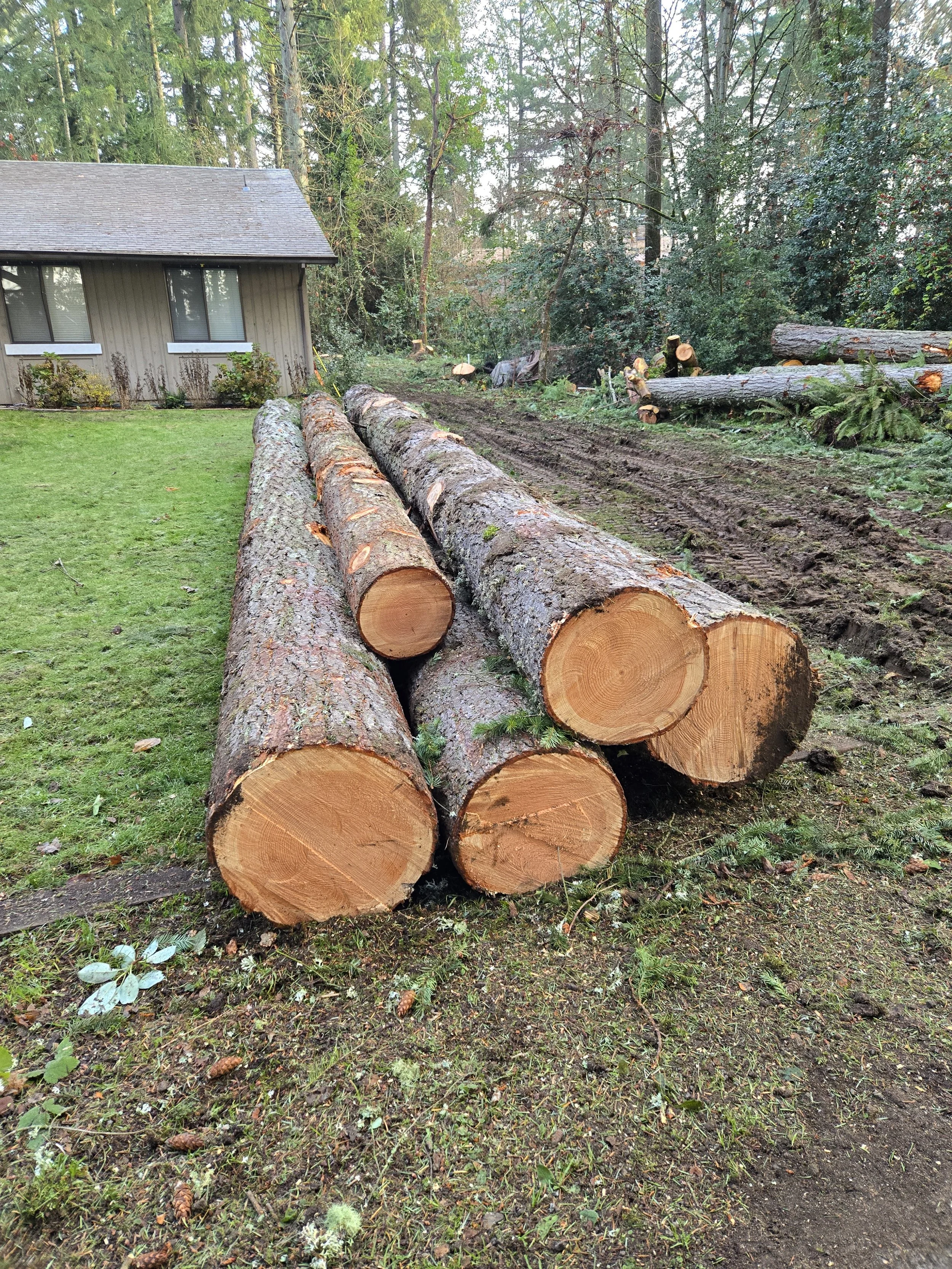 Residential logging project — stacked logs on a private property ready for haul-off | North Woods Tree Service