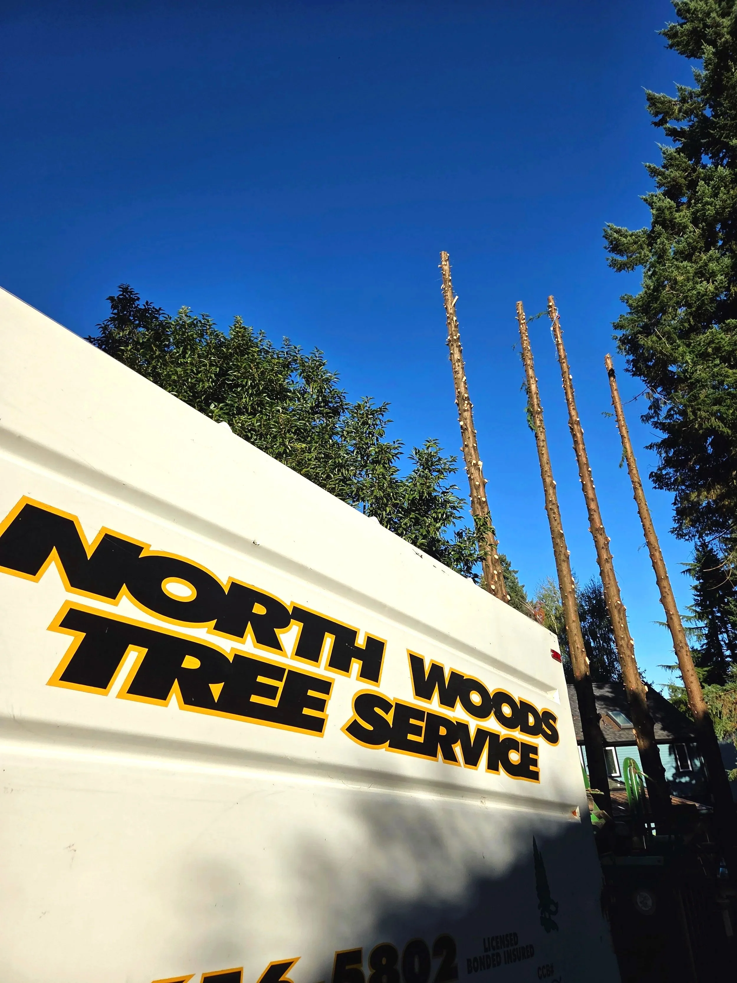 Multi-tree removal on a residential lot — crew clearing several trees in one job | North Woods Tree Service