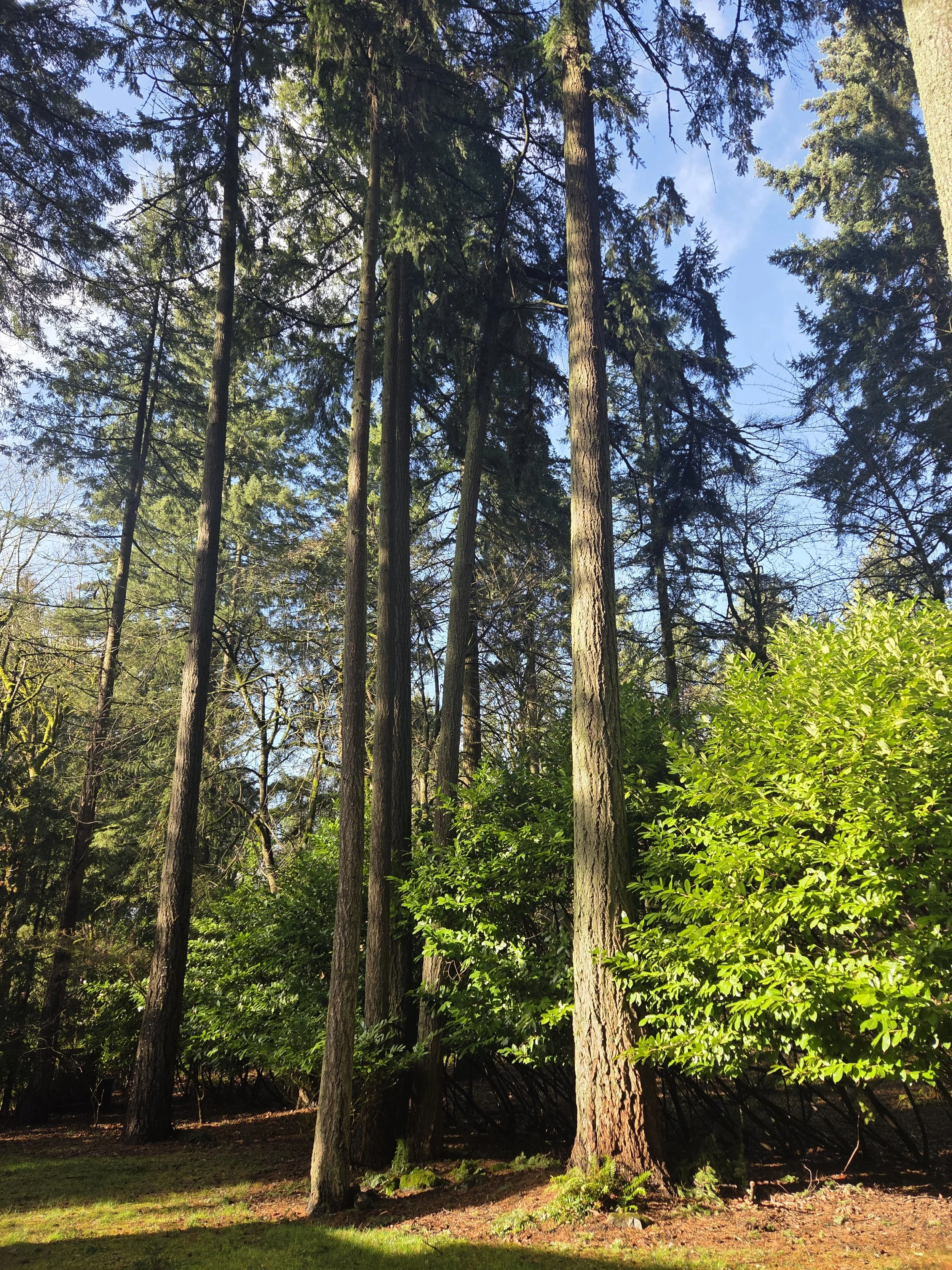 Group of trimmed trees on a wooded residential property — large-scale pruning job | North Woods Tree Service