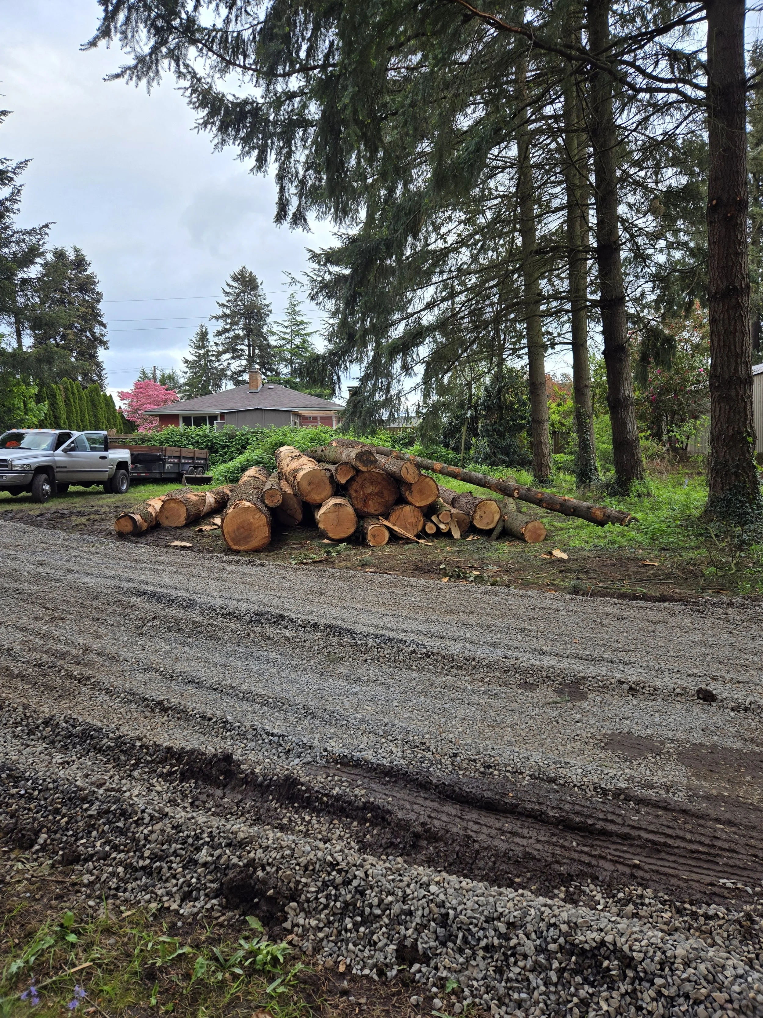 Residential timber harvest — logs staged on the ground after a selective logging operation | North Woods Tree Service