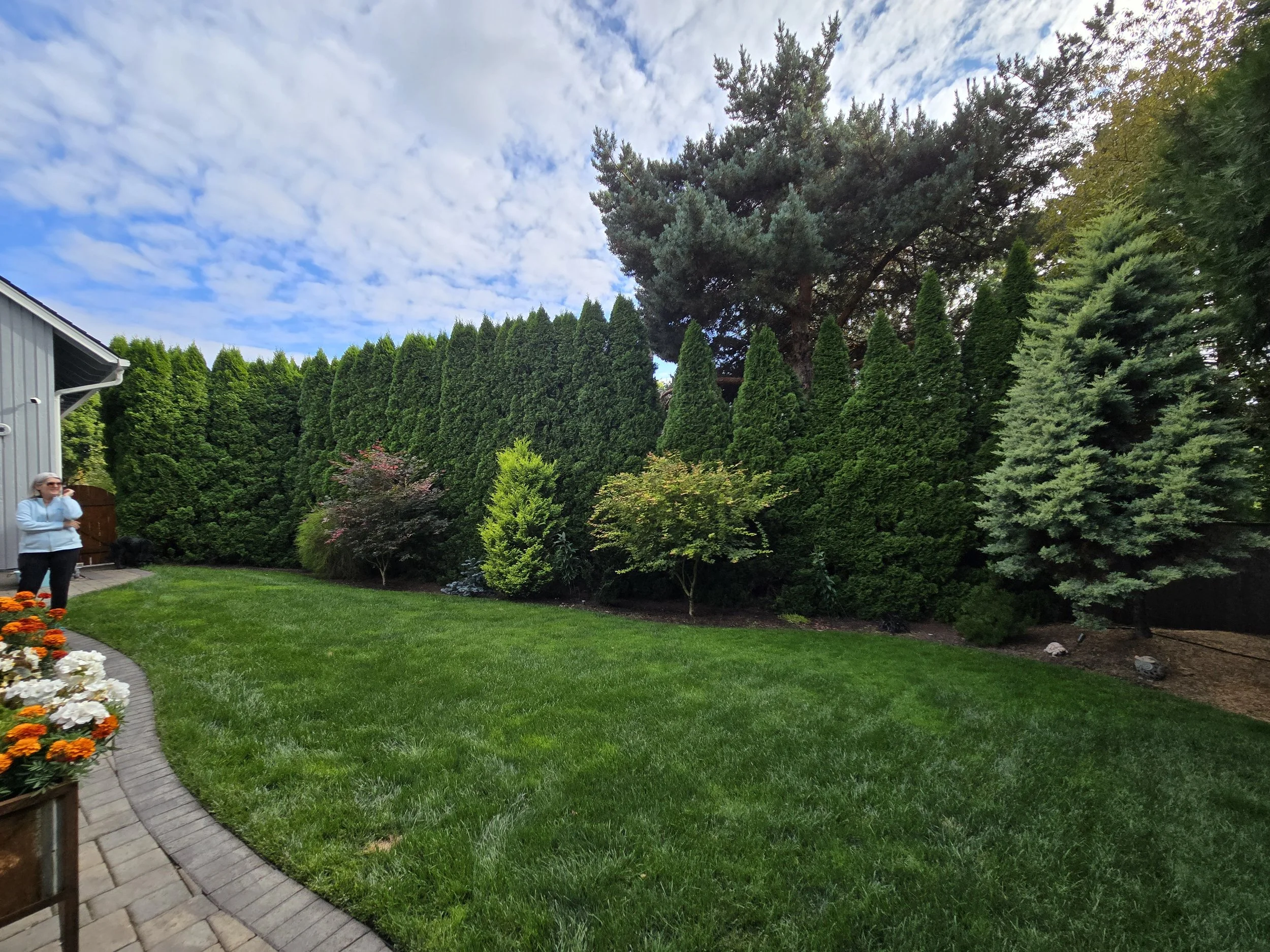 Small tree and hedge trimming on a Lake Oswego property — residential trimming and pruning | North Woods Tree Service