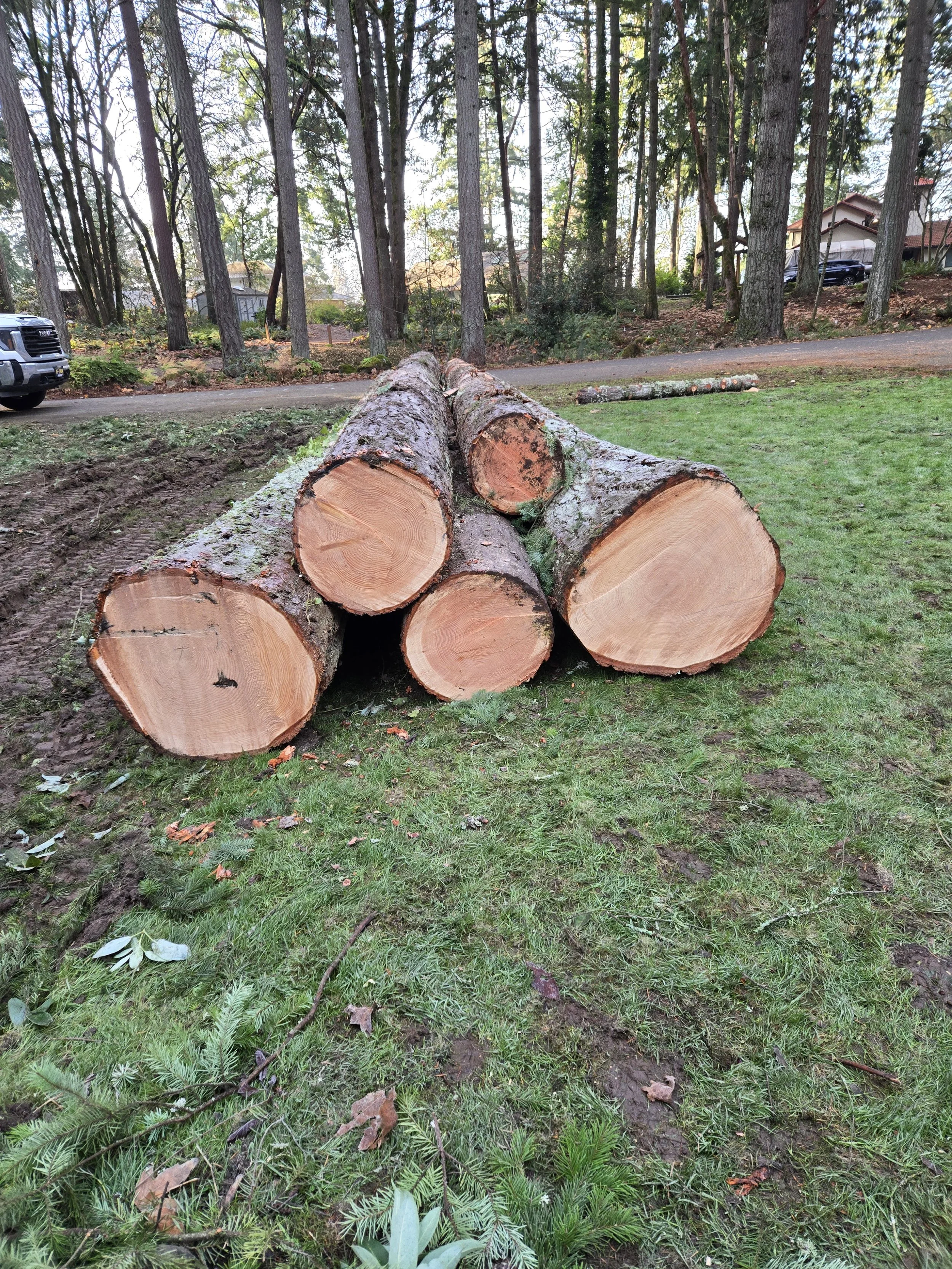 Small residential logging job — stacked logs ready for haul-off after a selective harvest | North Woods Tree Service