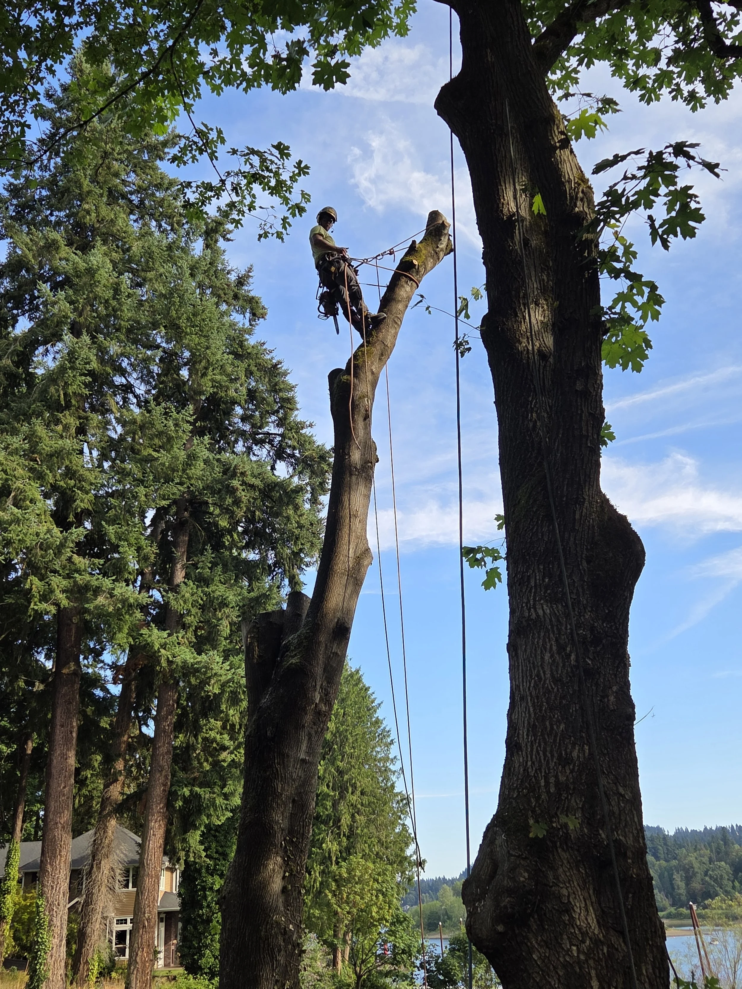 Hazardous tree removal in progress — climber rigging down limbs near a house | North Woods Tree Service