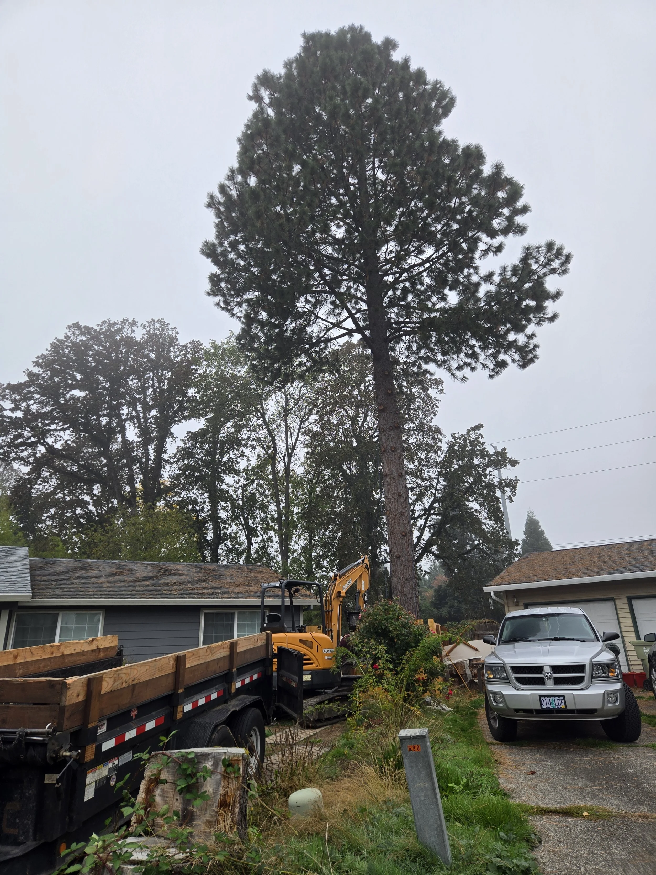 Professionally trimmed residential tree — clean crown reduction and pruning work | North Woods Tree Service