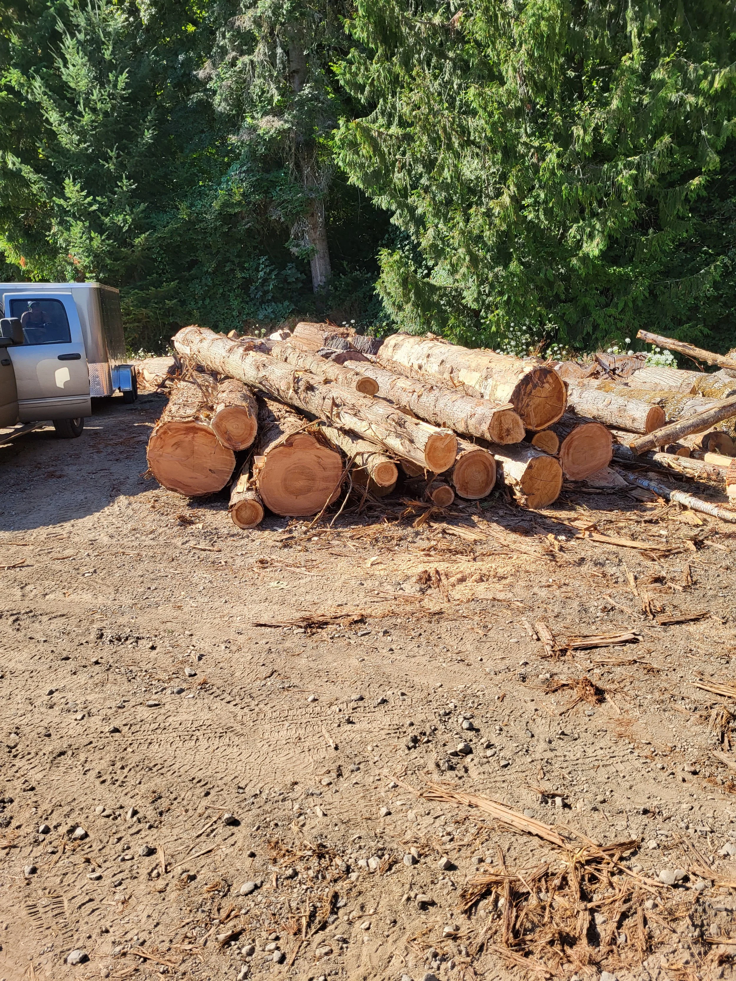Residential timber harvest complete — stacked logs and a cleared work site | North Woods Tree Service
