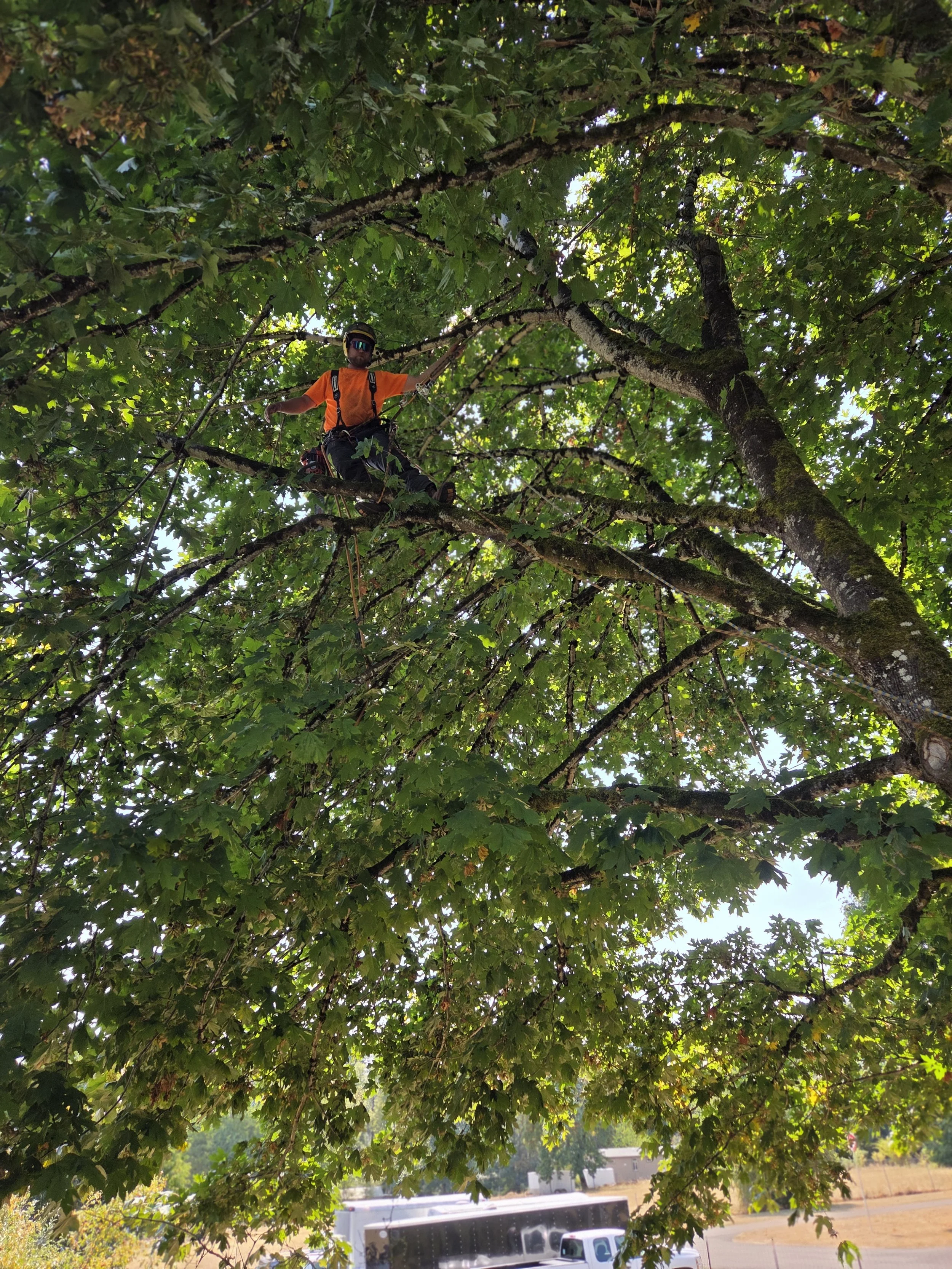 Arborist climbing inside a tree to perform detailed trimming and pruning | North Woods Tree Service