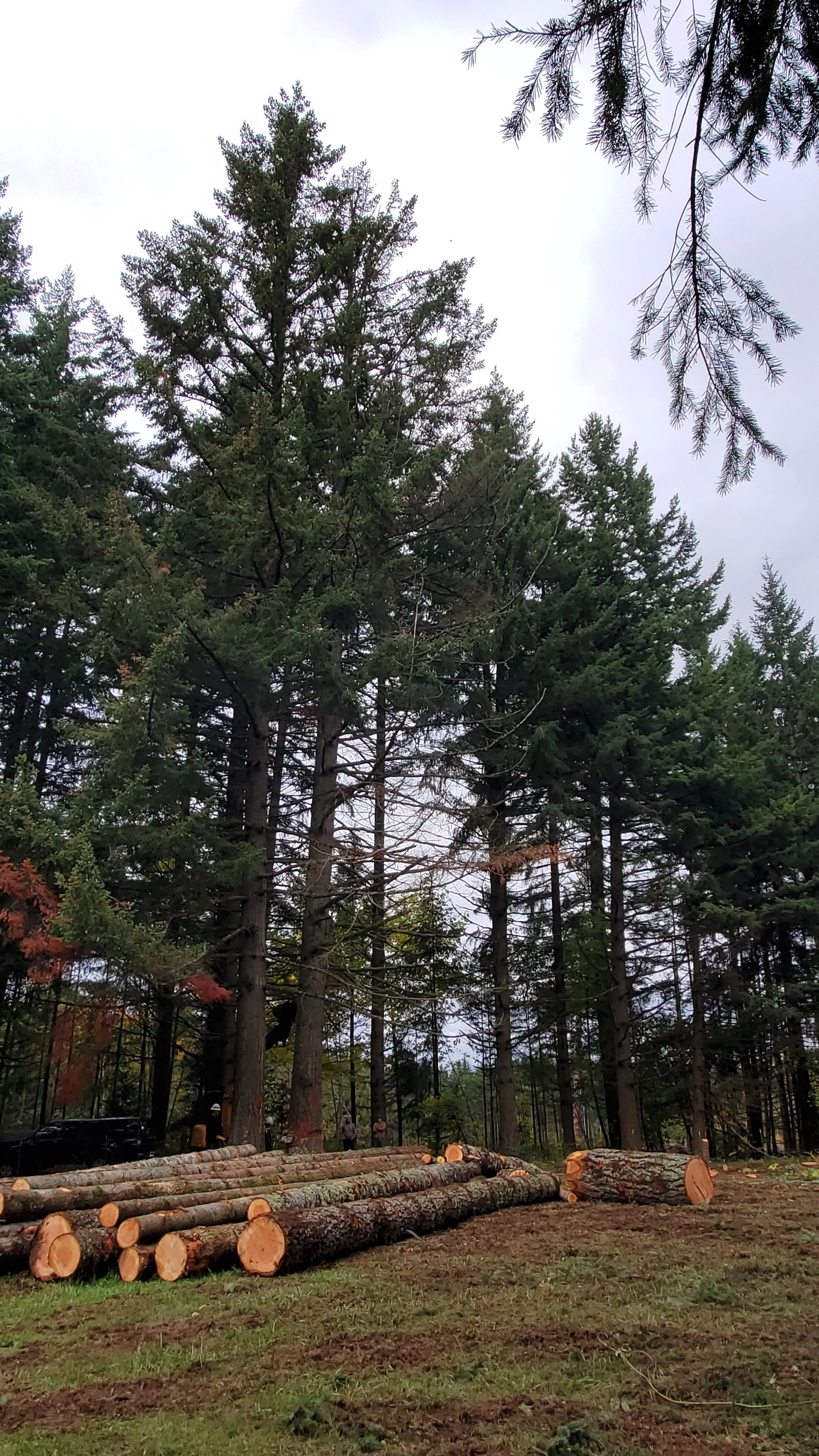 Large residential logging job — stacked timber on a private property after a selective harvest | North Woods Tree Service