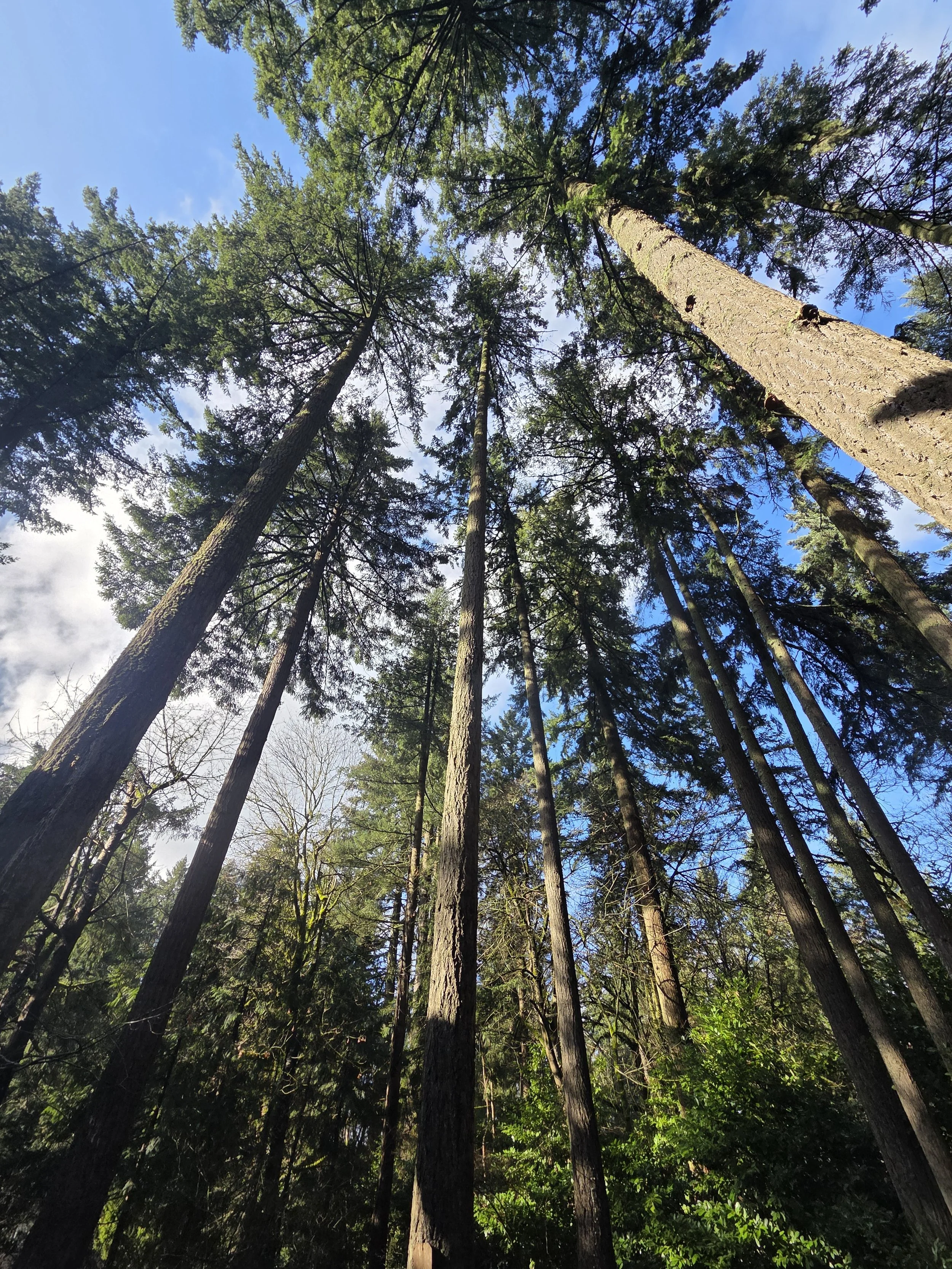 Cluster of residential trees professionally trimmed — multi-tree pruning project | North Woods Tree Service