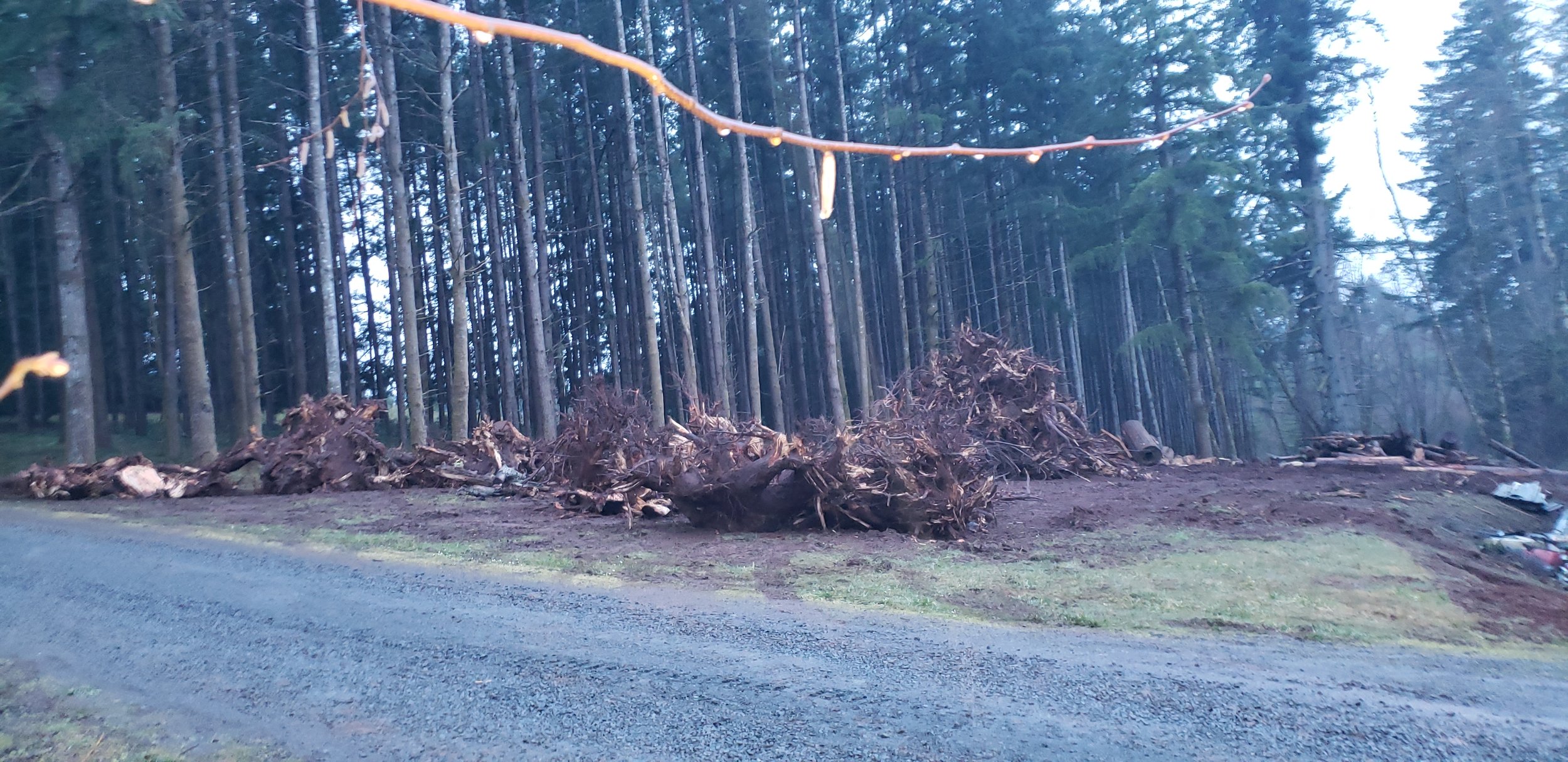 Massive land clearing project — removing large trees and stumps across an open area | North Woods Tree Service