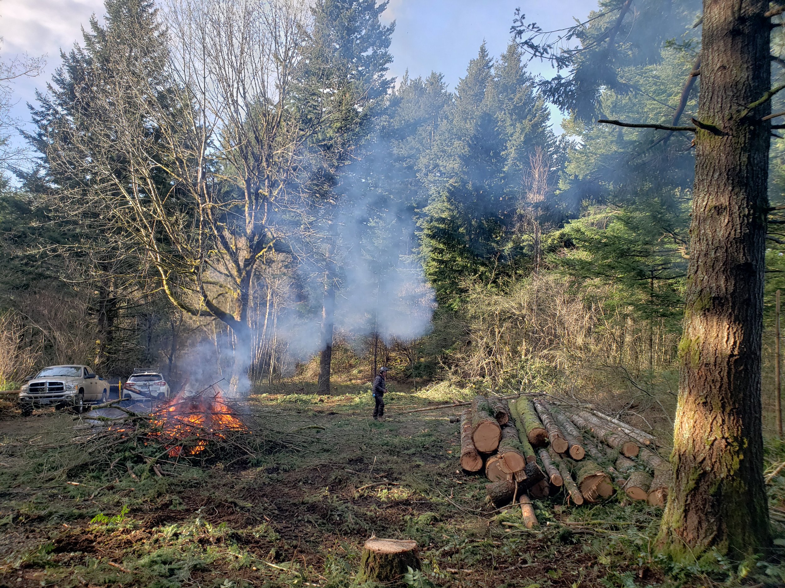 Wooded property being cleared for added open space — land clearing and lot clearing | North Woods Tree Service