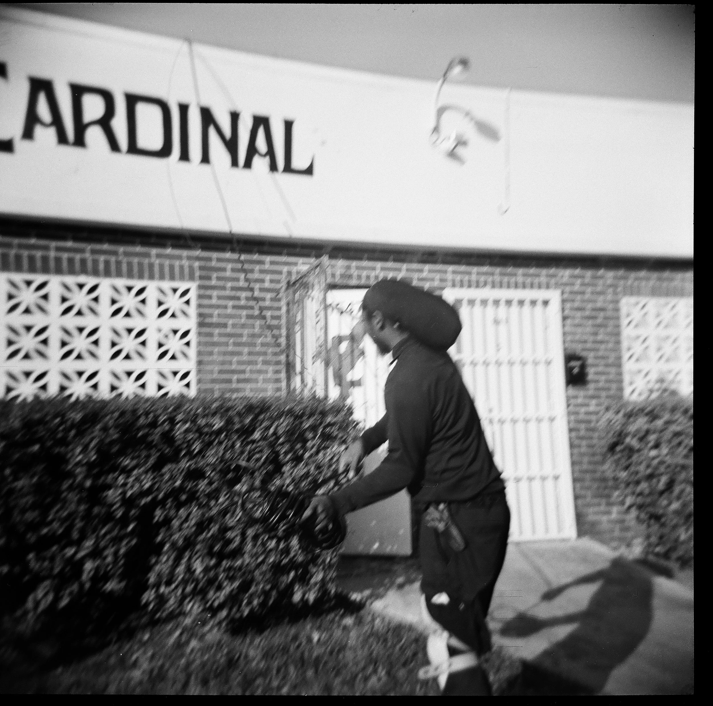A woman wearing a large hat and holding pruning shears trims a hedge in front of a brick building with a white gate. The building has a sign reading 'Cardinal' partially visible at the top.