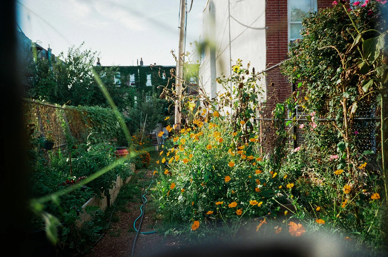 A lush backyard garden with colorful flowers, plants, and a hose on the ground, enclosed by a fence and neighboring houses visible in the background.