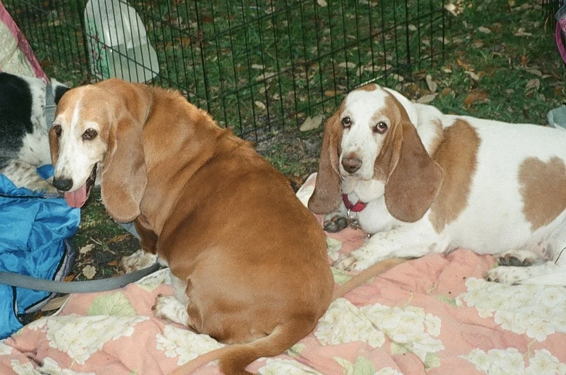 Two beagle dogs lying on a quilted blanket outdoors next to a wire fence.