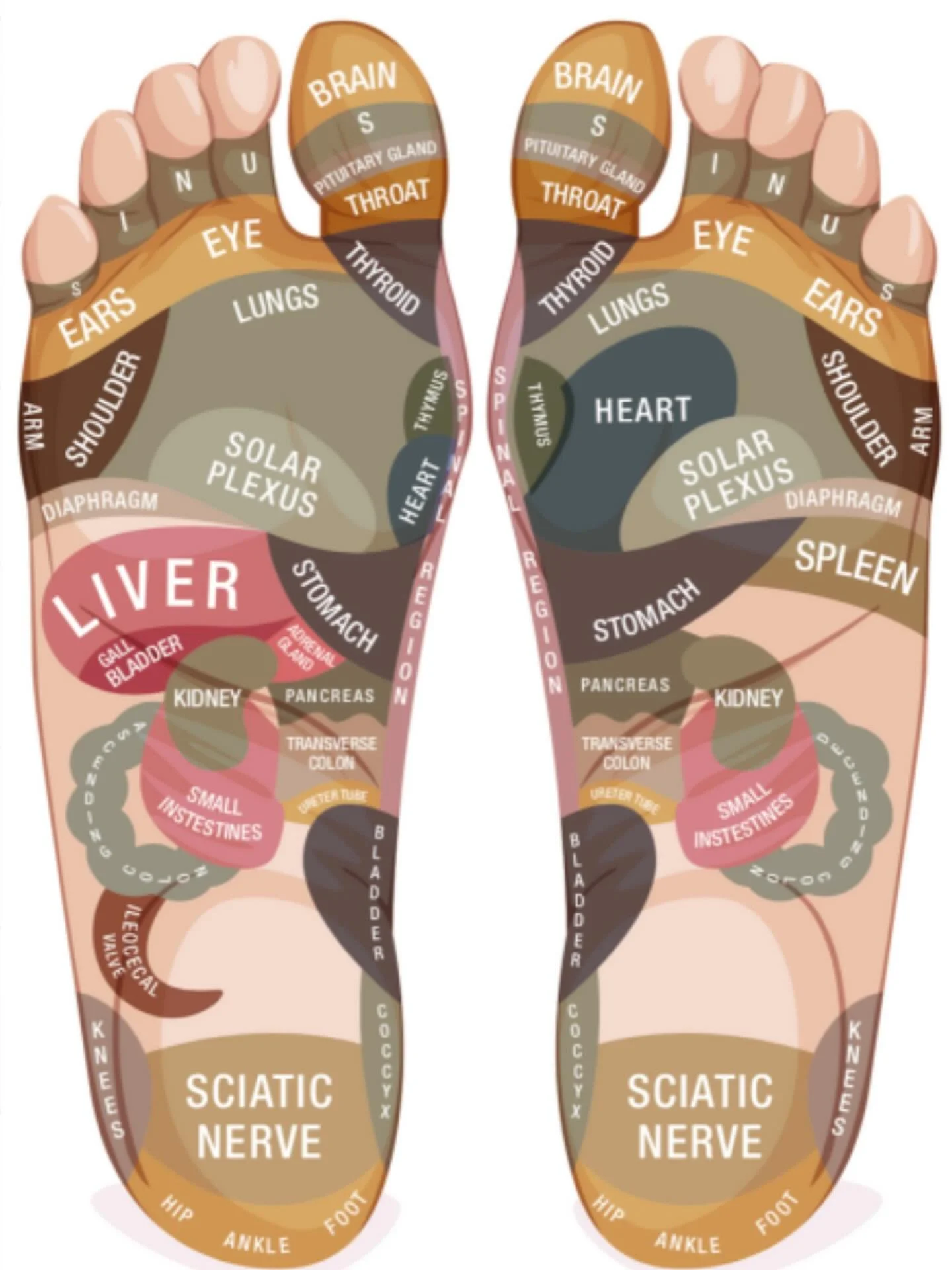 A reflexology chart shows how different points on your feet connect to organs and systems throughout your body. 👣 At The Massage Menu, we use these techniques to help reduce stress, improve circulation, and support natural healing because wellness s