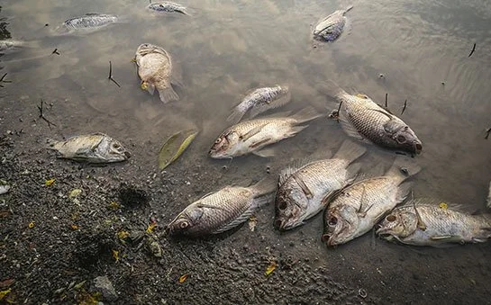 Several dead fish washed up along the shoreline.