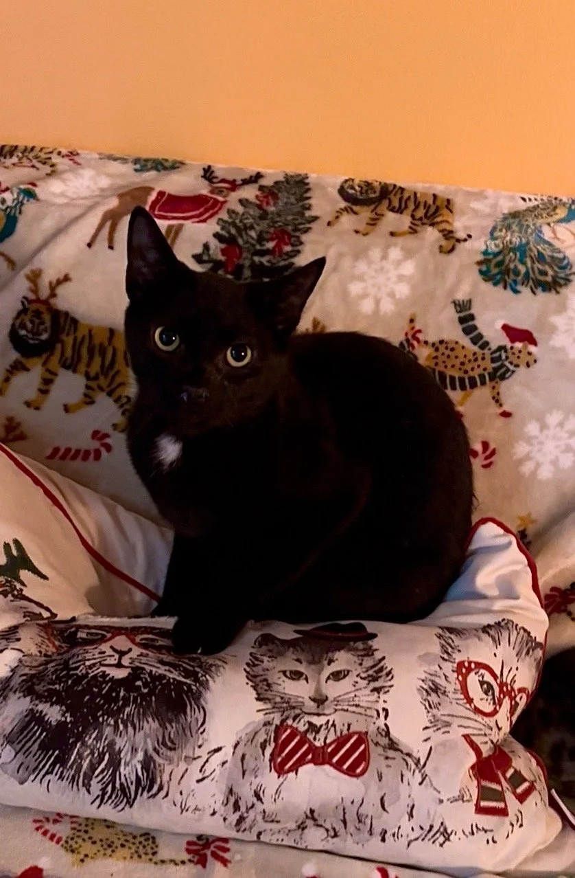 Collage of nine images featuring various kittens and cats, with a central logo reading 'The Cat House' and a stylized black cat with a heart.