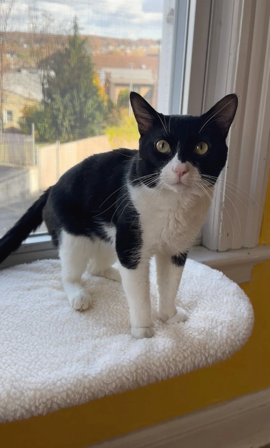Close-up of a black and white cat resting on a soft, fluffy surface with a slightly annoyed expression.