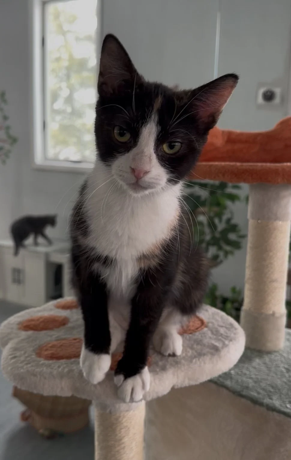Close-up of a black and white cat with distinctive facial markings and greenish-yellow eyes.
