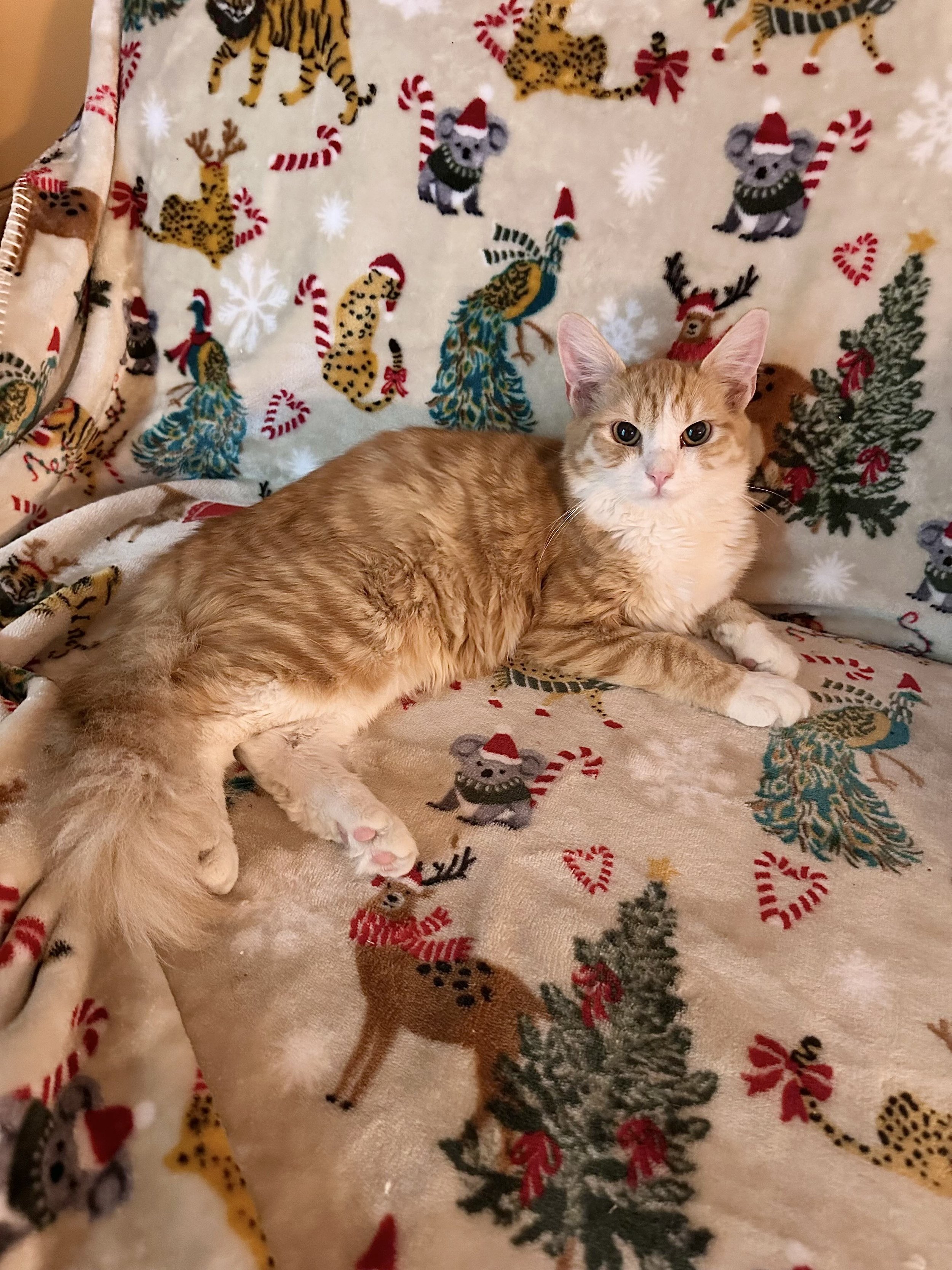 Close-up of a fluffy orange kitten with blue eyes, lying on a pink textured blanket.