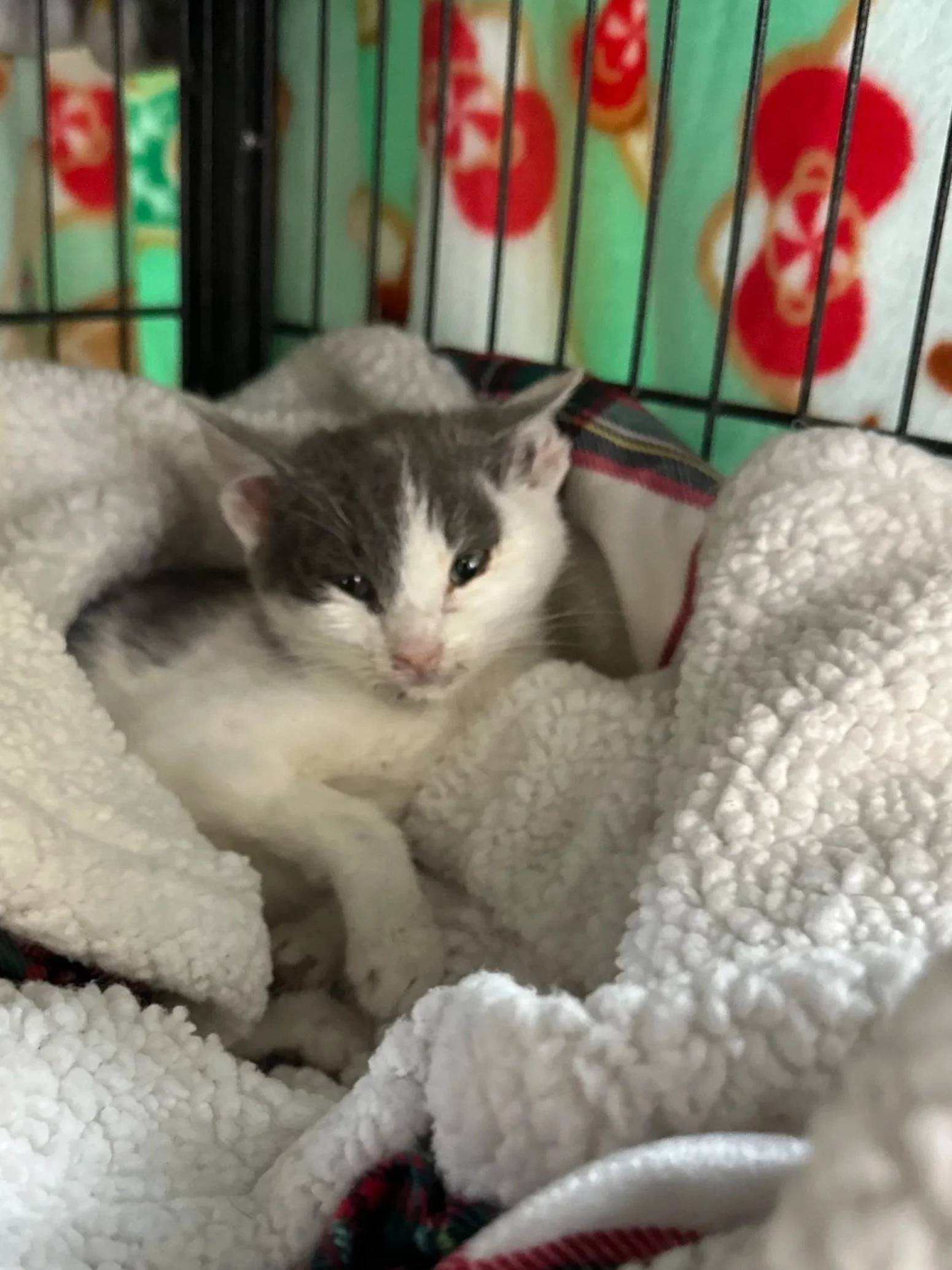 Collage of nine images of different cats and a logo. The cats are of various colors and patterns, some sitting, some lying, in different settings around a home. The central image features a stylized black cat with a heart-shaped mark on its belly, next to the text "The Cat House."