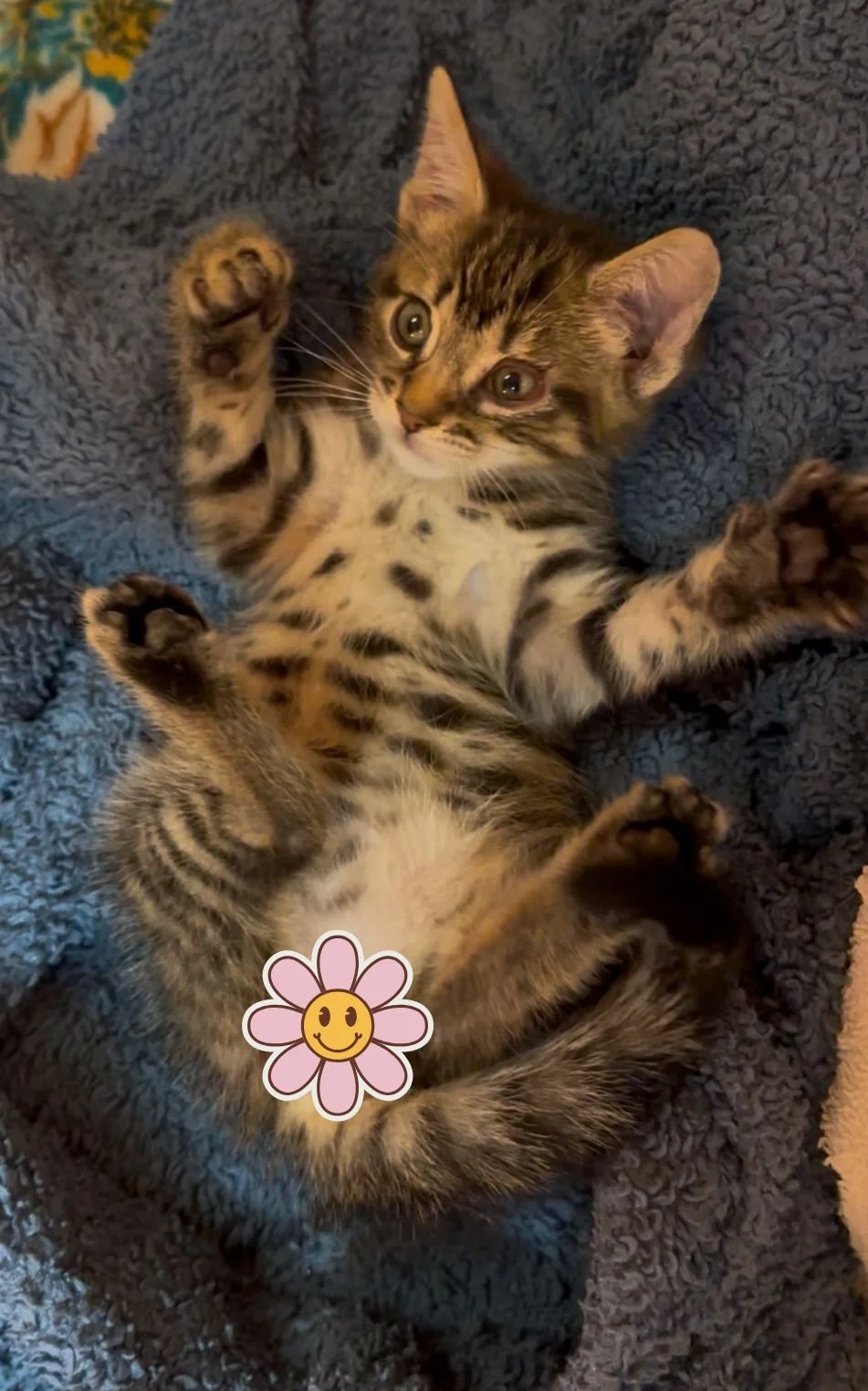 Close-up of a gray tabby cat with yellow-green eyes resting.