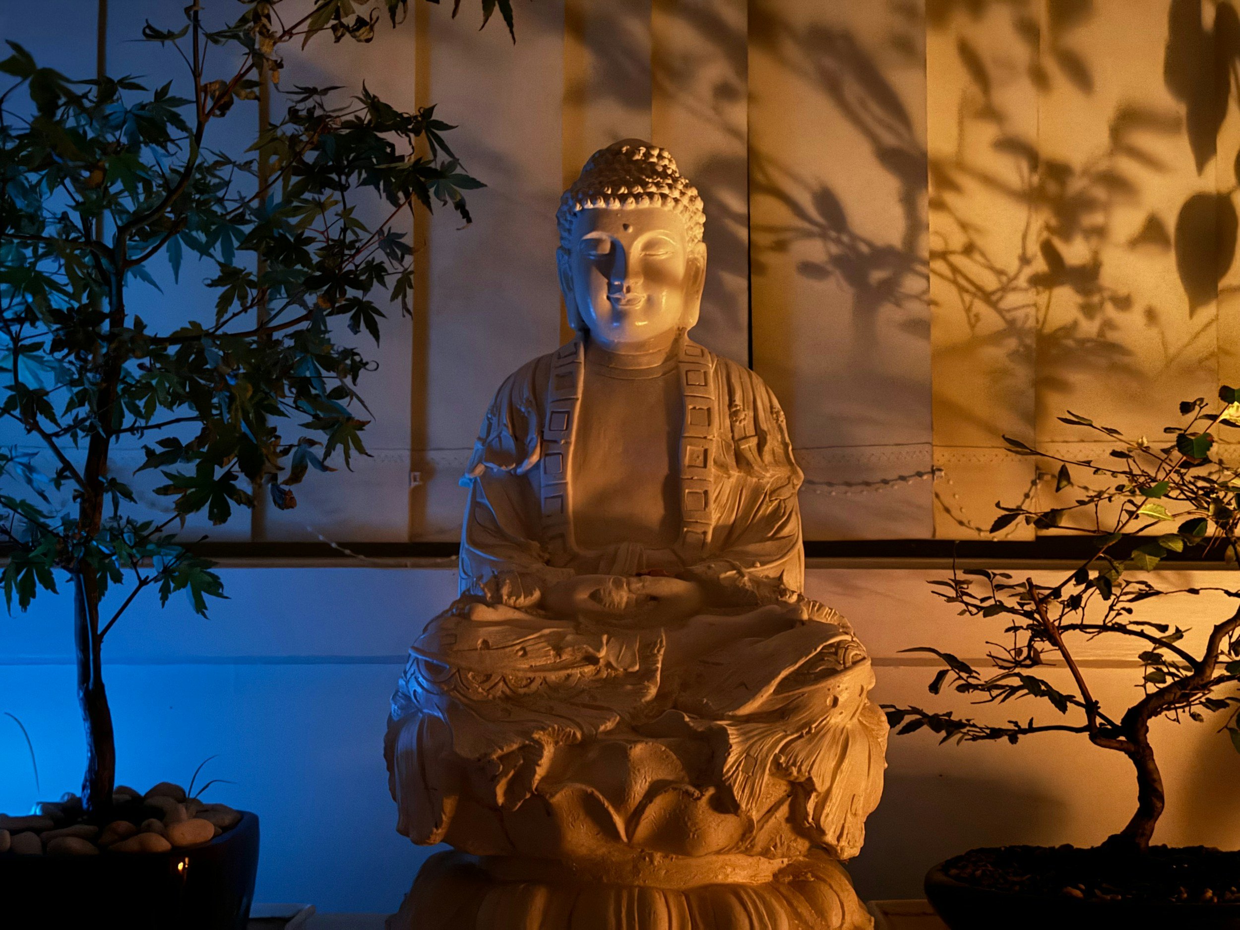 Statue de Bouddha en méditation, entourée de plantes et illuminée par un éclairage chaud et froid.