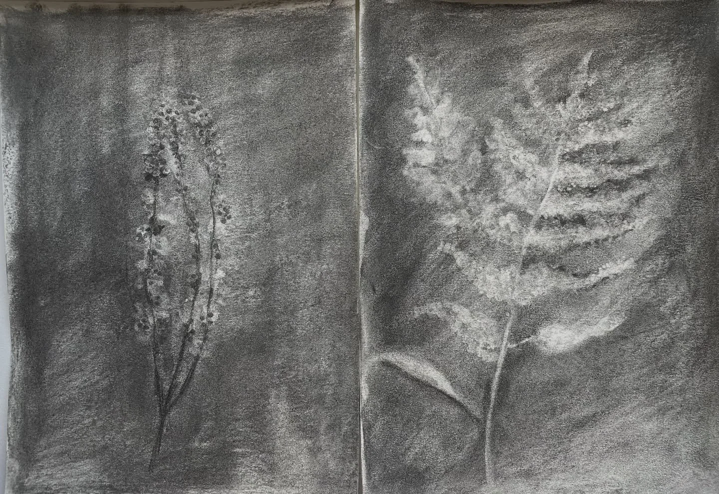 Reposting day 4 as my other charcoal drawings were way too dark! Charcoal garden drawings #3materialsdrawingchallenge #materialschallenge #illustration #charcoal #irishwildflowers #3materialsdrawingchallenge2025