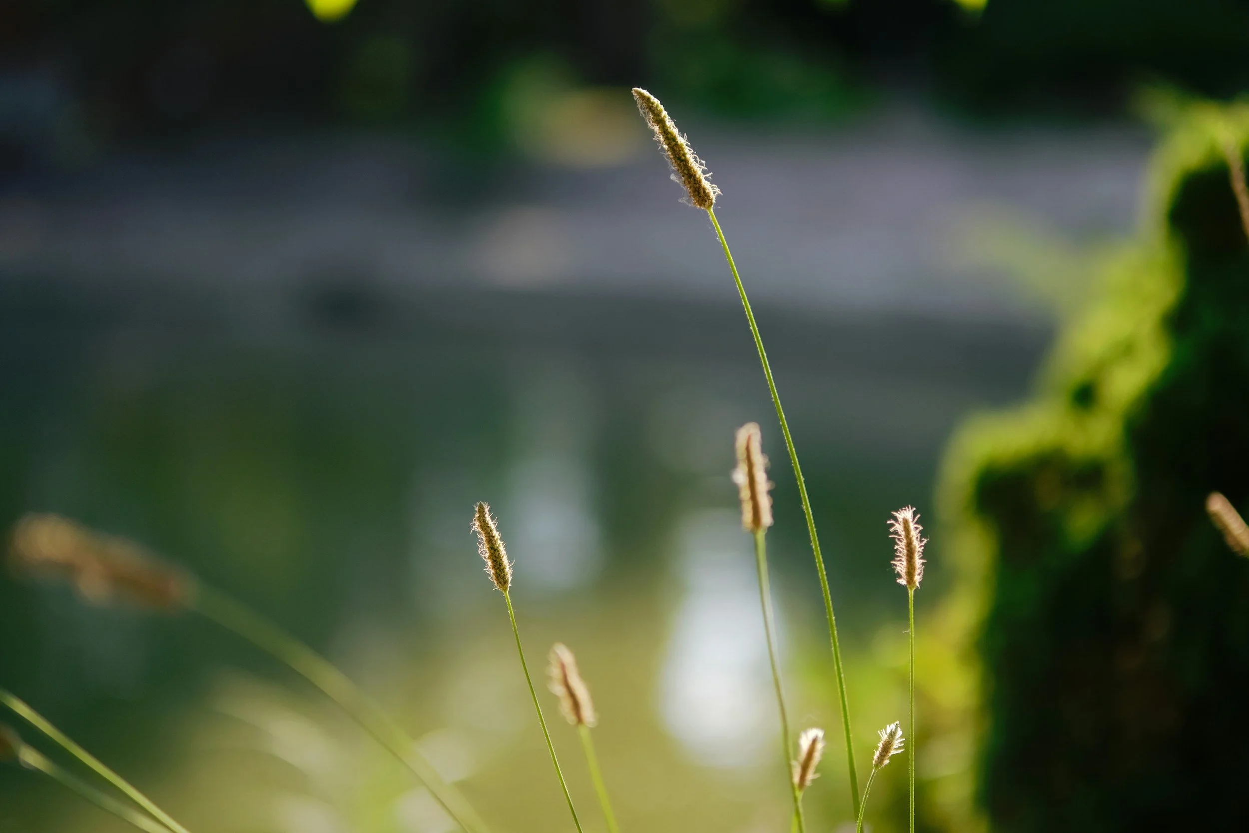 Close-up of several tall grass stems with fuzzy seed heads, sunlight backlit, with a blurred natural background.