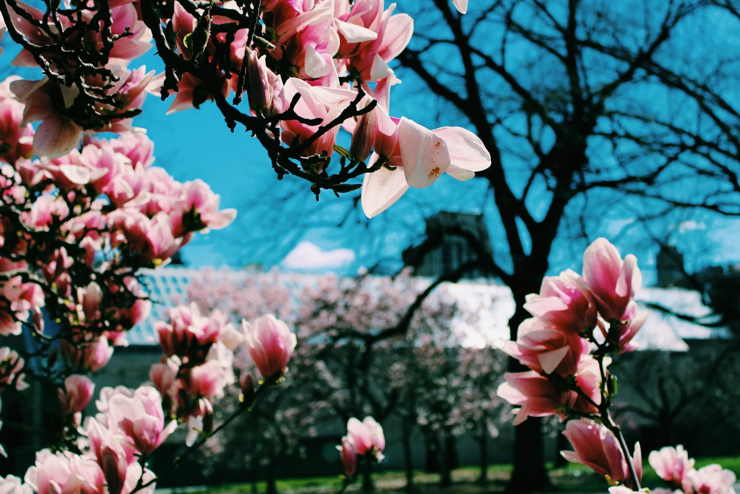 Pink magnolia flowers on branches with a clear blue sky, a leafless tree, and a building in the background.