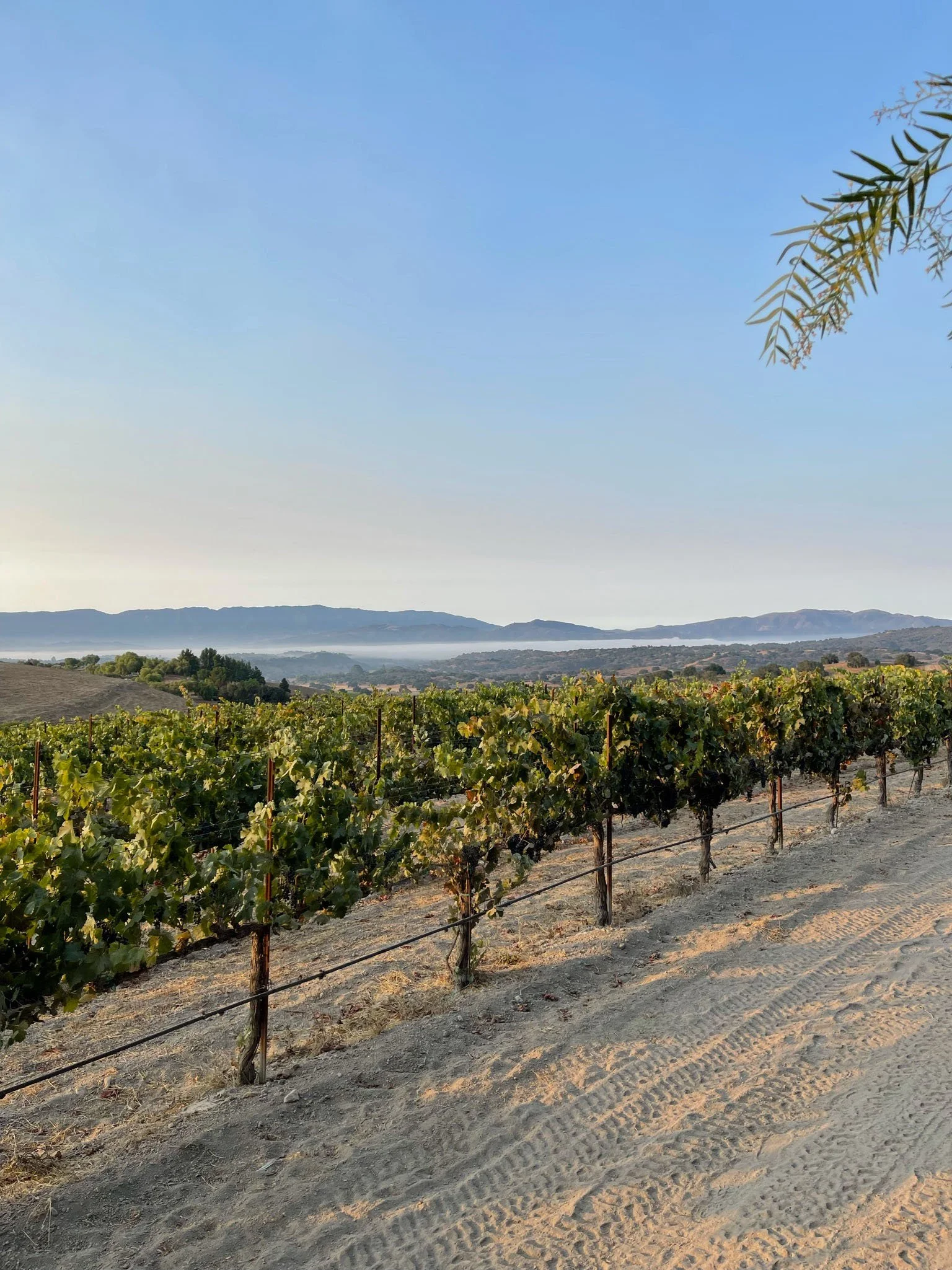 1-Copy of IMG_1142.jpg