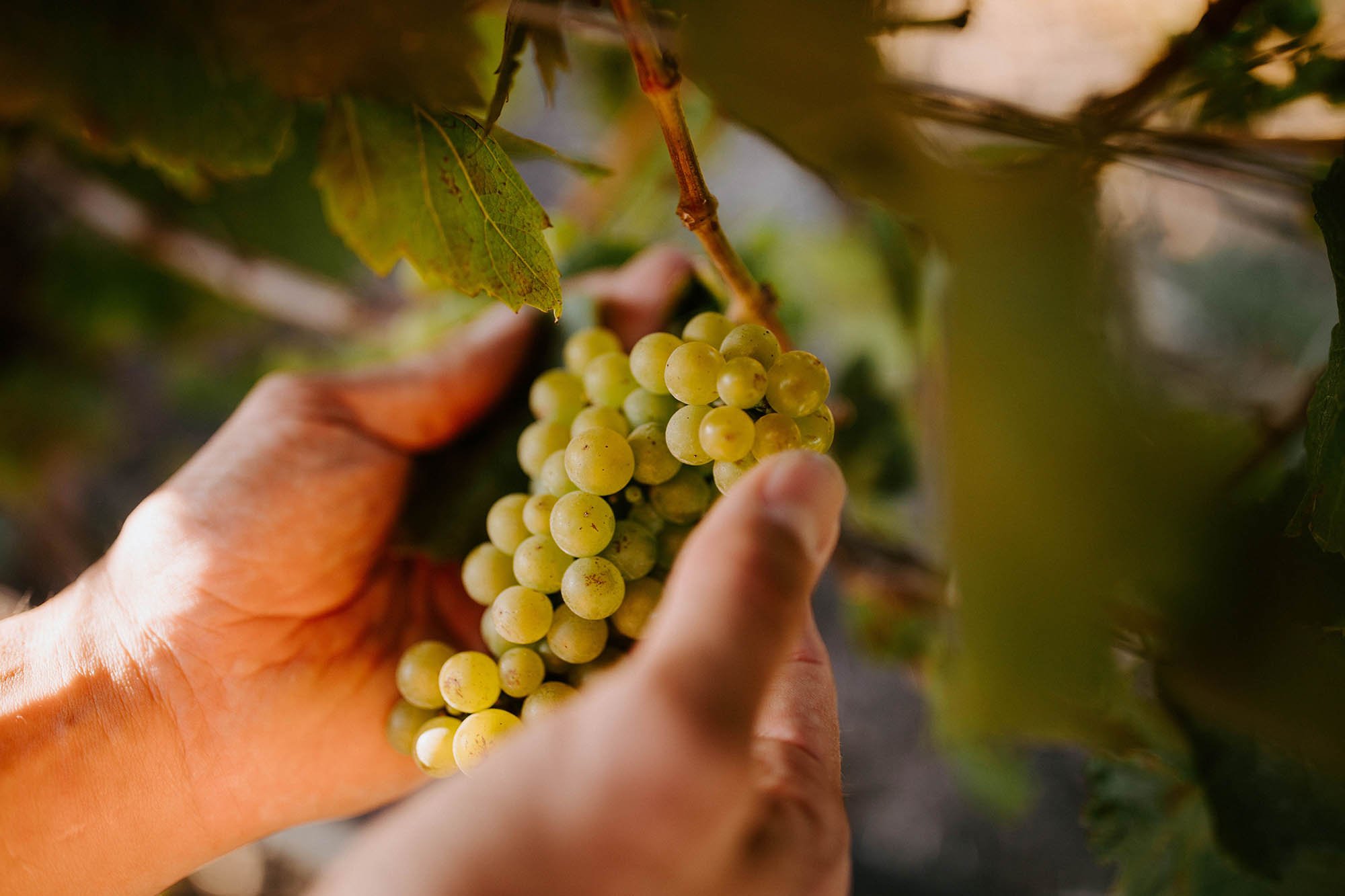 1-Chardonnay with hand.jpeg