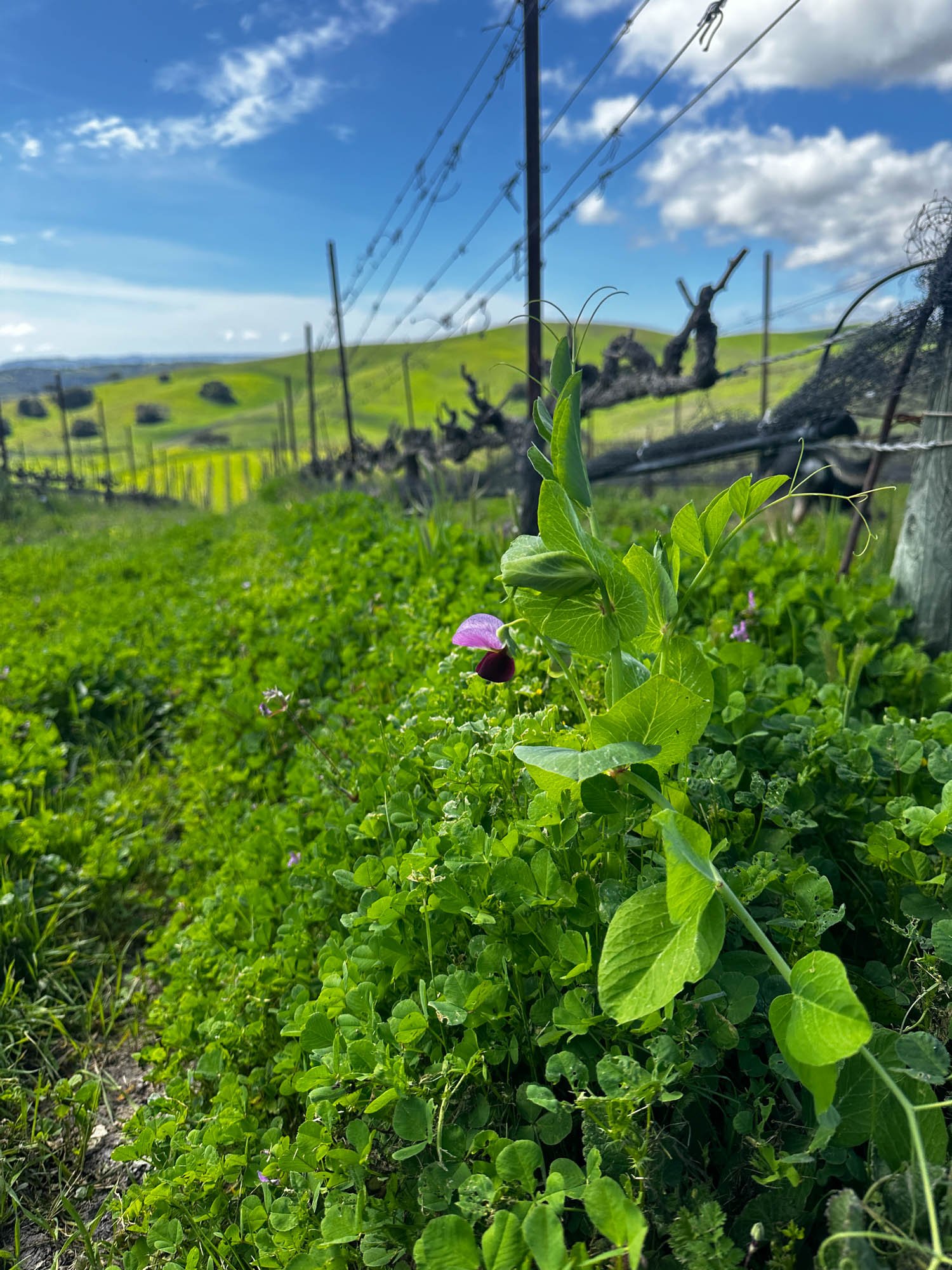 Copy of IMG_7559.jpg