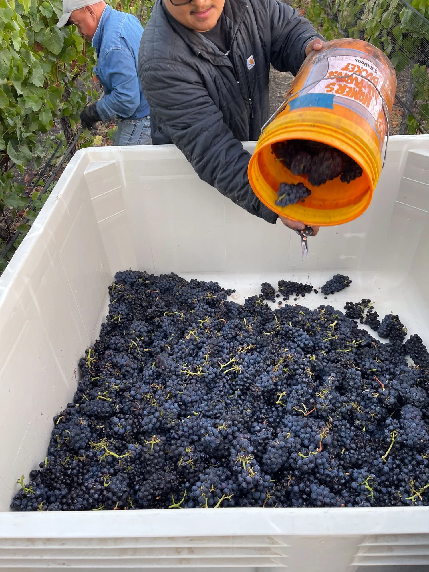 Two people in a vineyard harvesting grapes; one person is pouring grapes from an orange bucket into a large plastic bin.