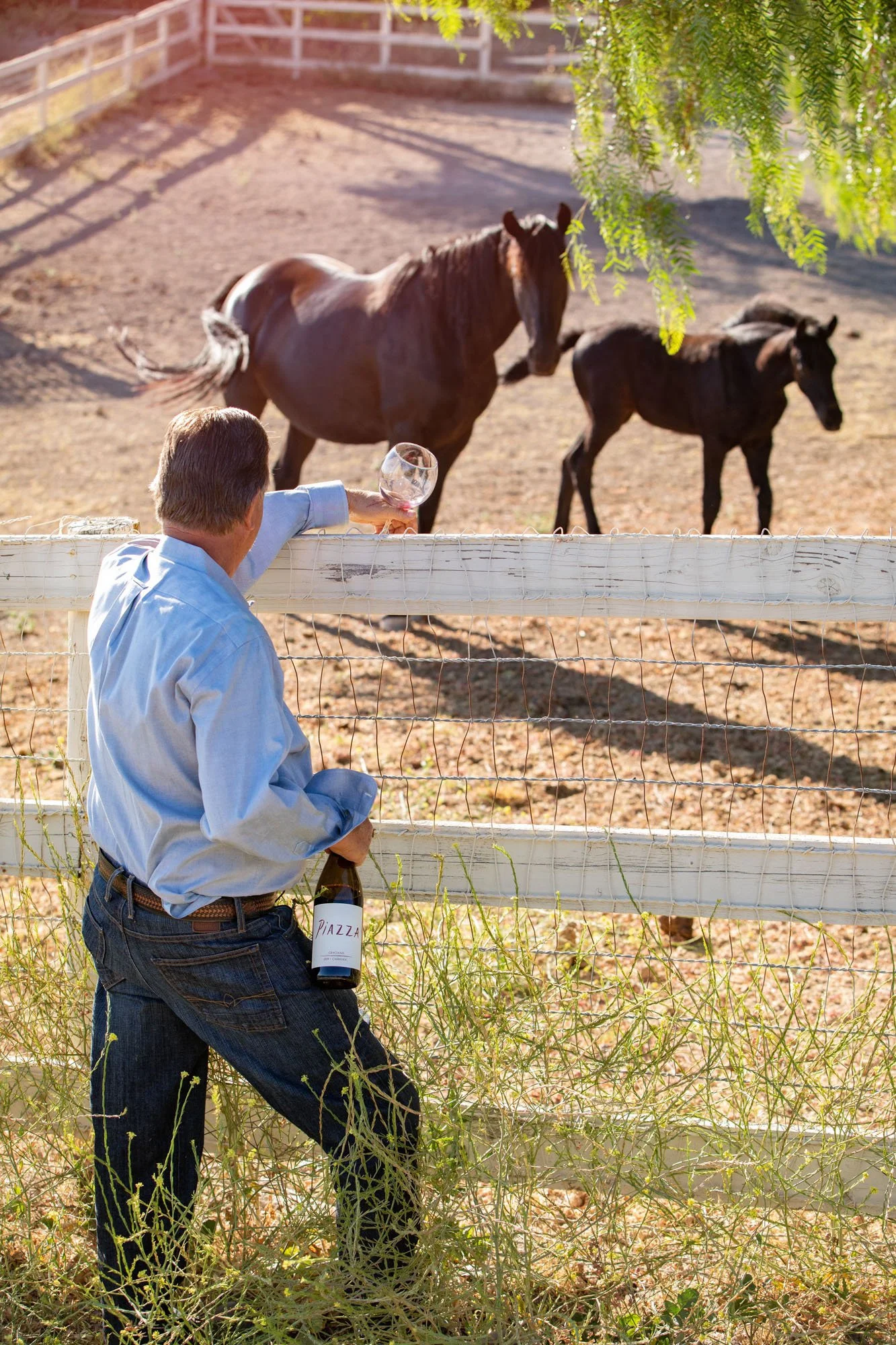 A man leaning on a white fence holding a wine glass and a bottle labeled 'PIAZZA' as he looks at two horses, one large and one foal, in a ranch yard with trees and a dirt ground.