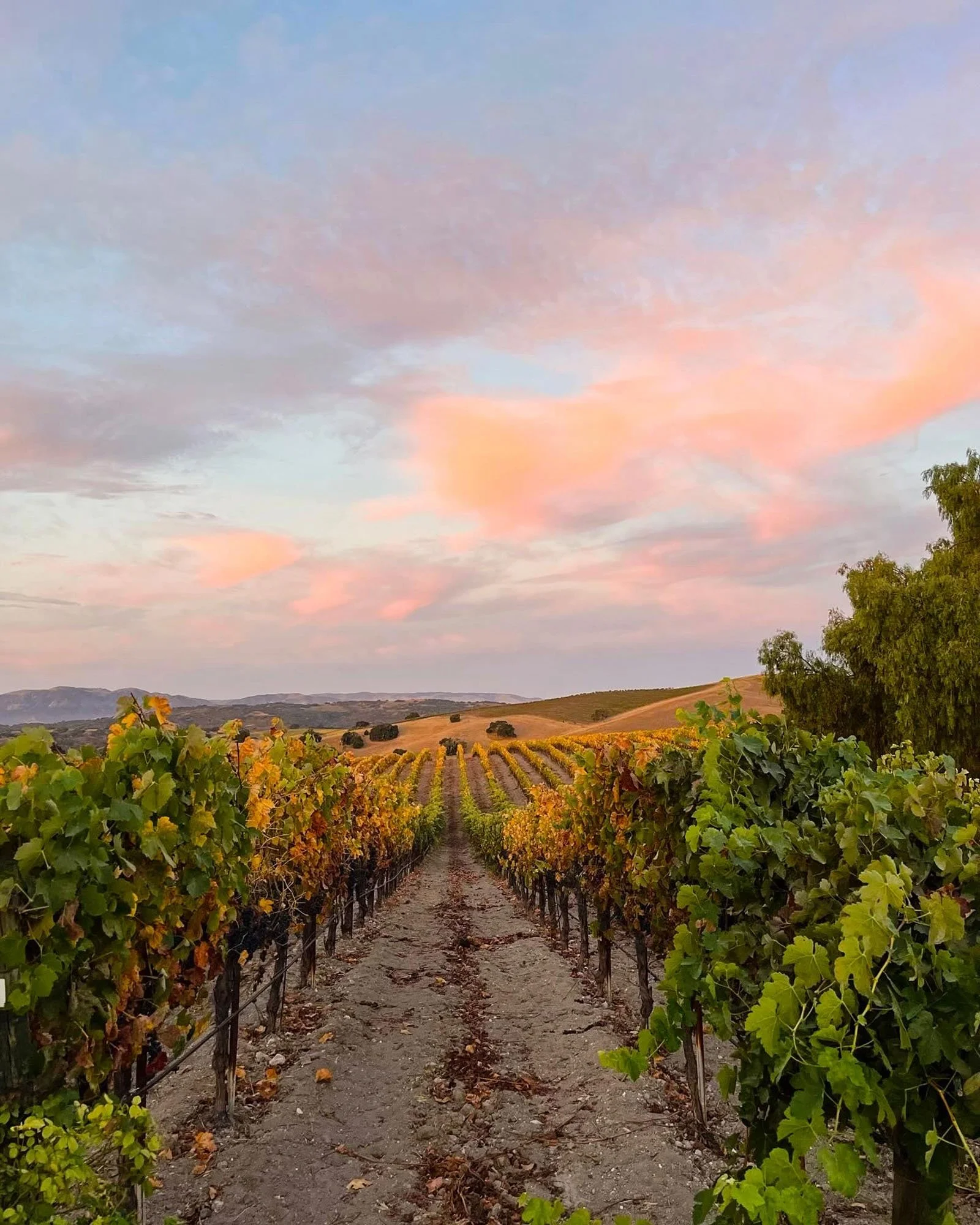 A vineyard at sunset with rows of grapevines in the foreground, rolling hills in the background, and a sky painted with pink and blue clouds.