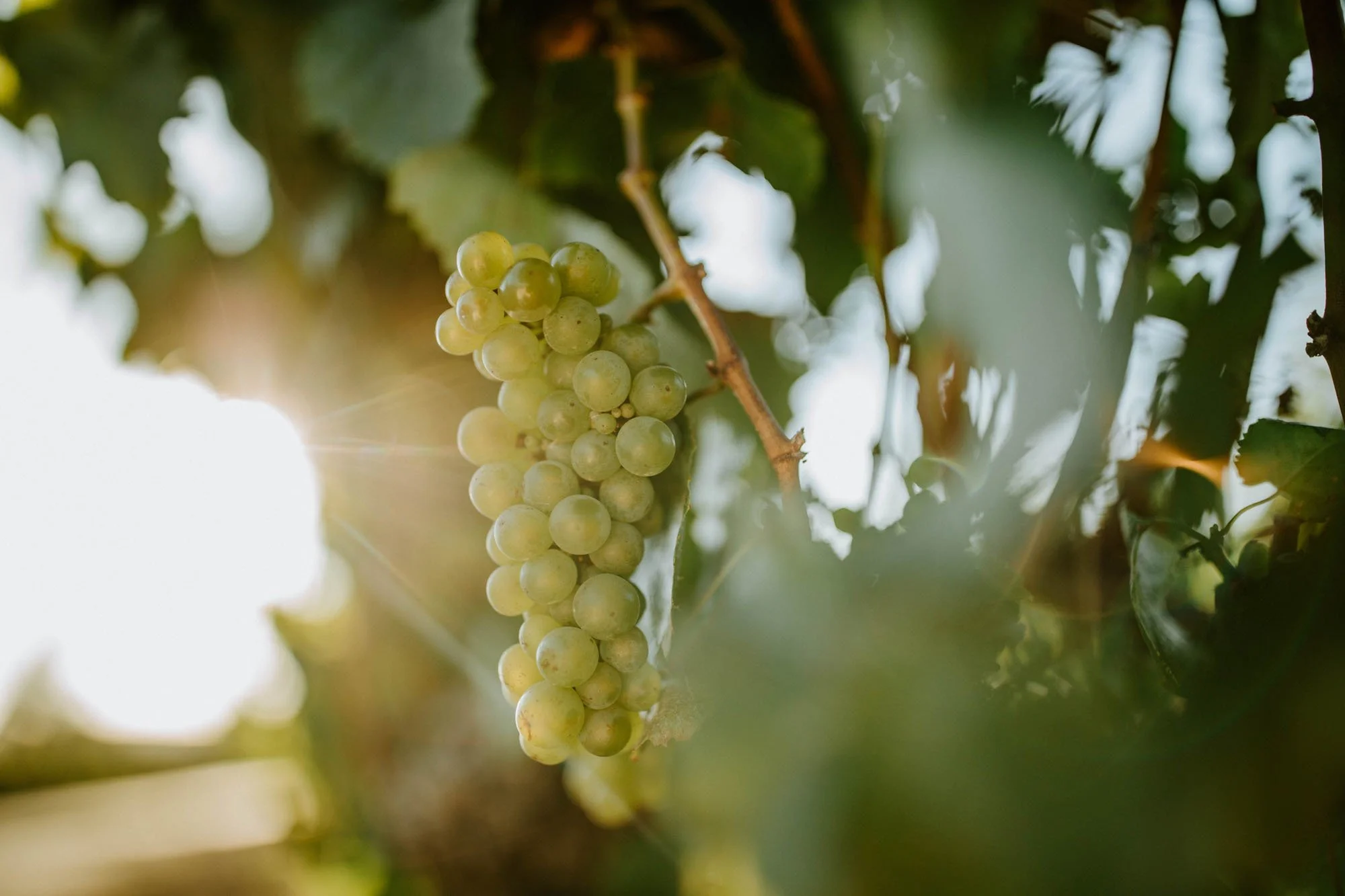 A bunch of green grapes hanging from a vine in sunlight.