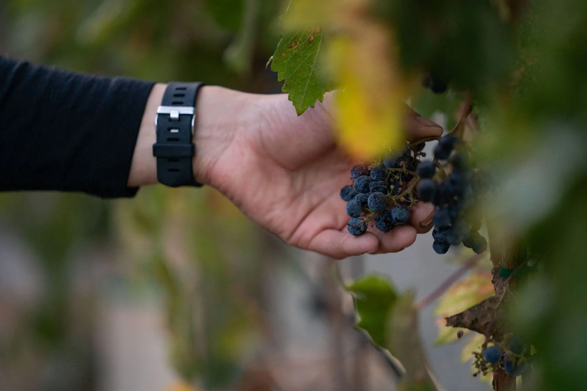 A person's hand holds a bunch of ripe dark blue grapes on a vine, with green leaves surrounding them.