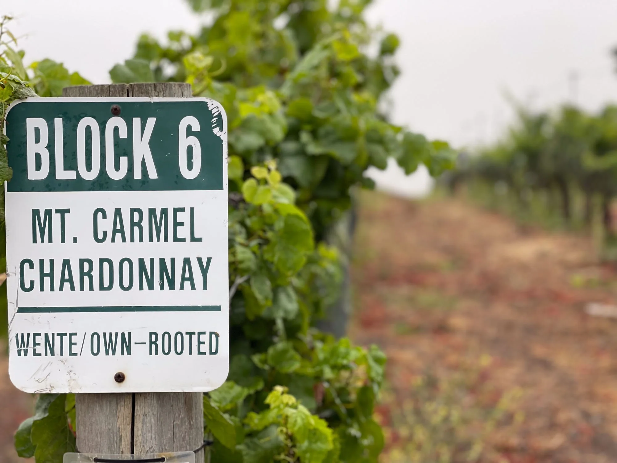 Vineyard sign reading 'Block 6, Mt. Carmel Chardonnay, Wente/Own-Rooted' next to rows of grapevines on a cloudy day.