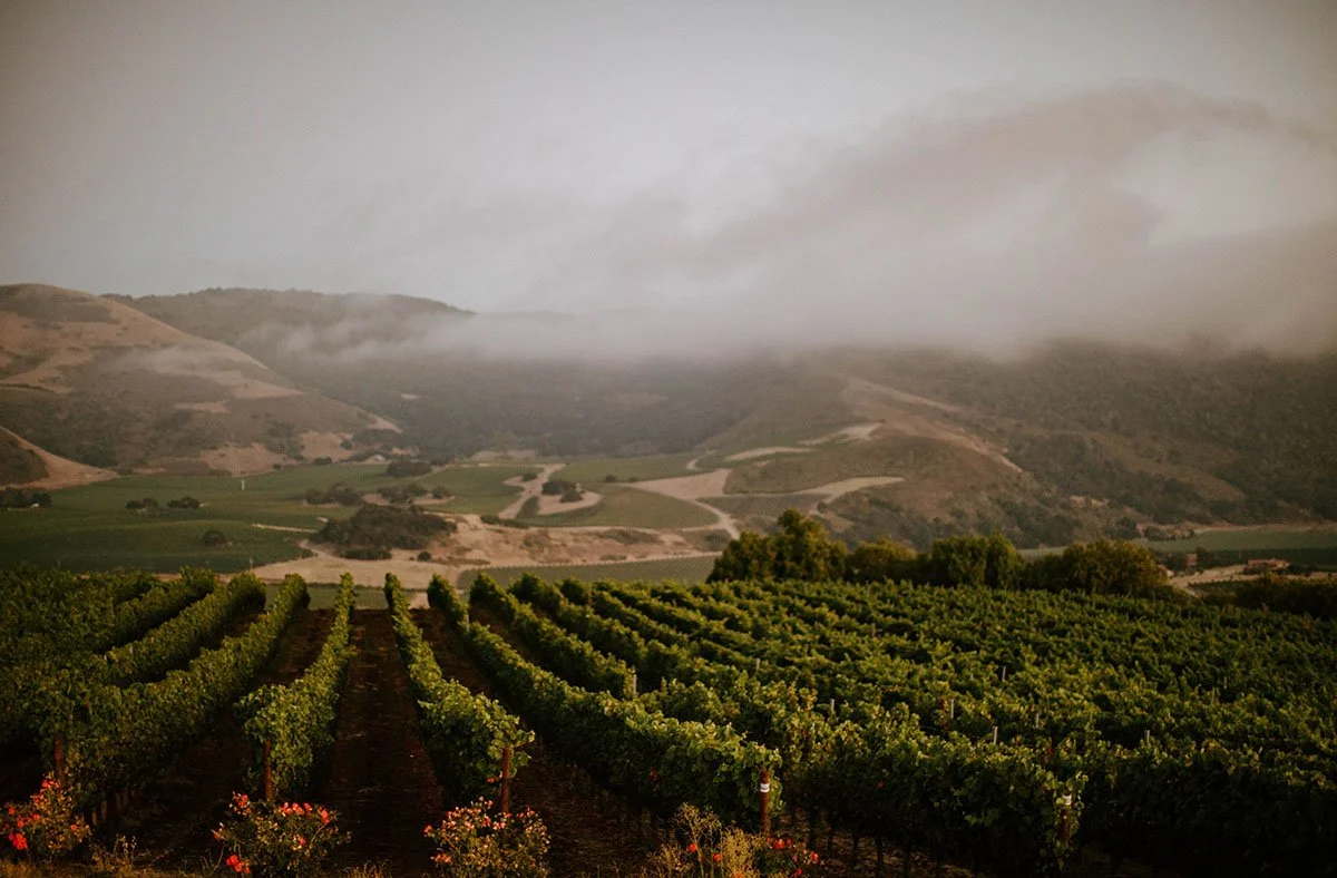 Vineyard with rows of grapevines in the foreground and hills with winding roads in the background under cloudy sky.