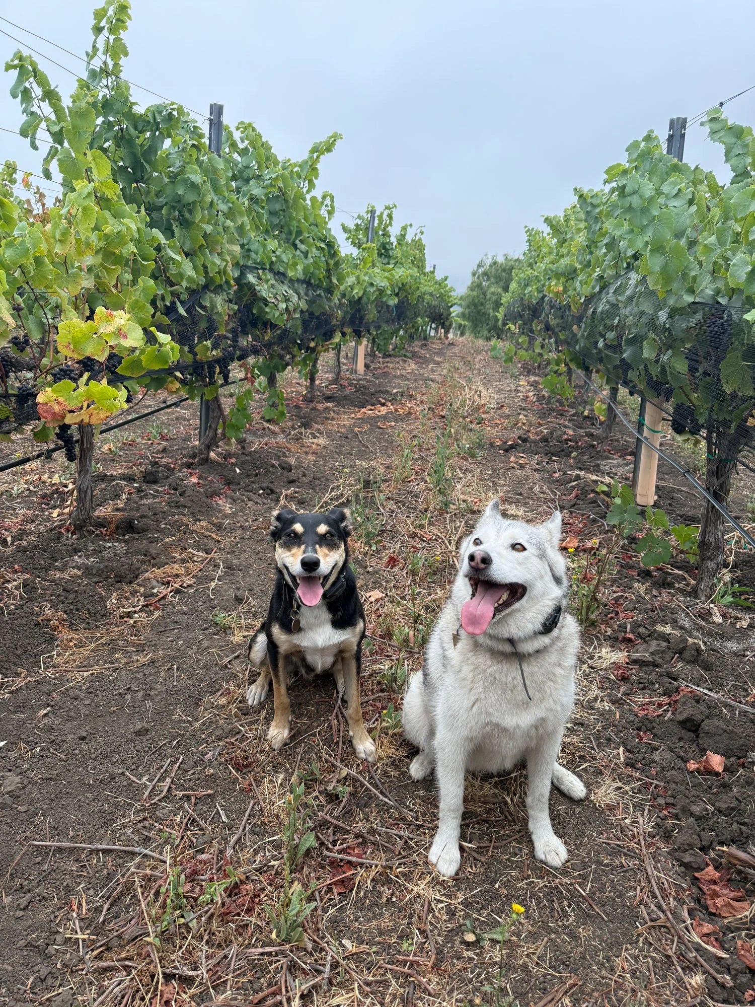 Two dogs sitting in a vineyard on a cloudy day, one black and tan and the other white and gray, both with tongues out.