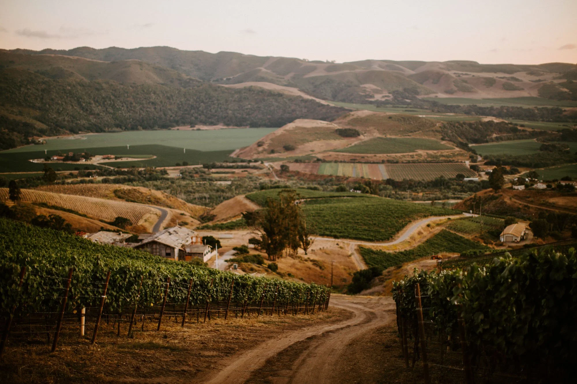 Rolling hills and vineyards in a rural landscape with a dirt road leading through the vineyard and a distant lake and mountains.