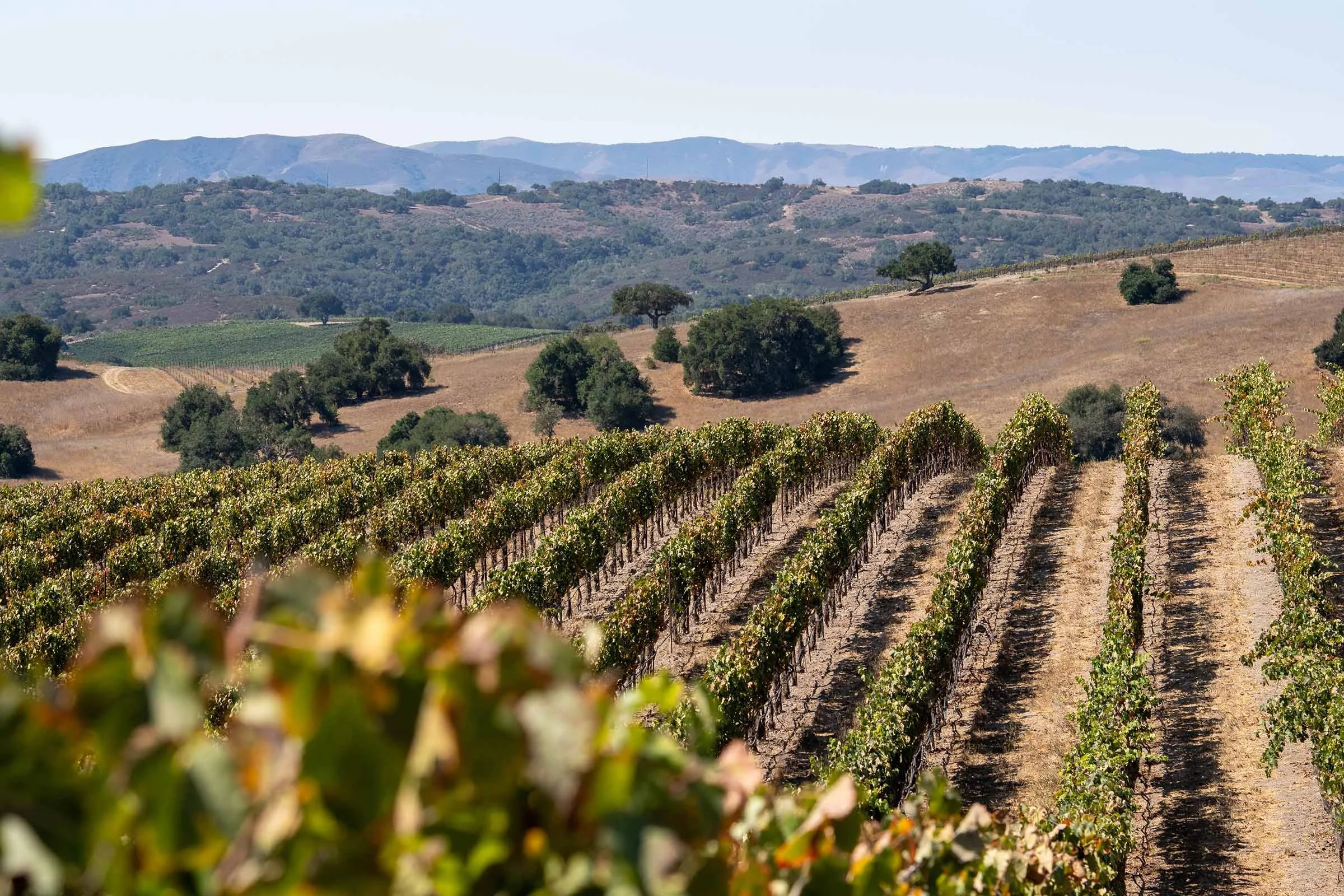 Vineyard with rows of grapevines, rolling hills, and mountains in the background on a sunny day.