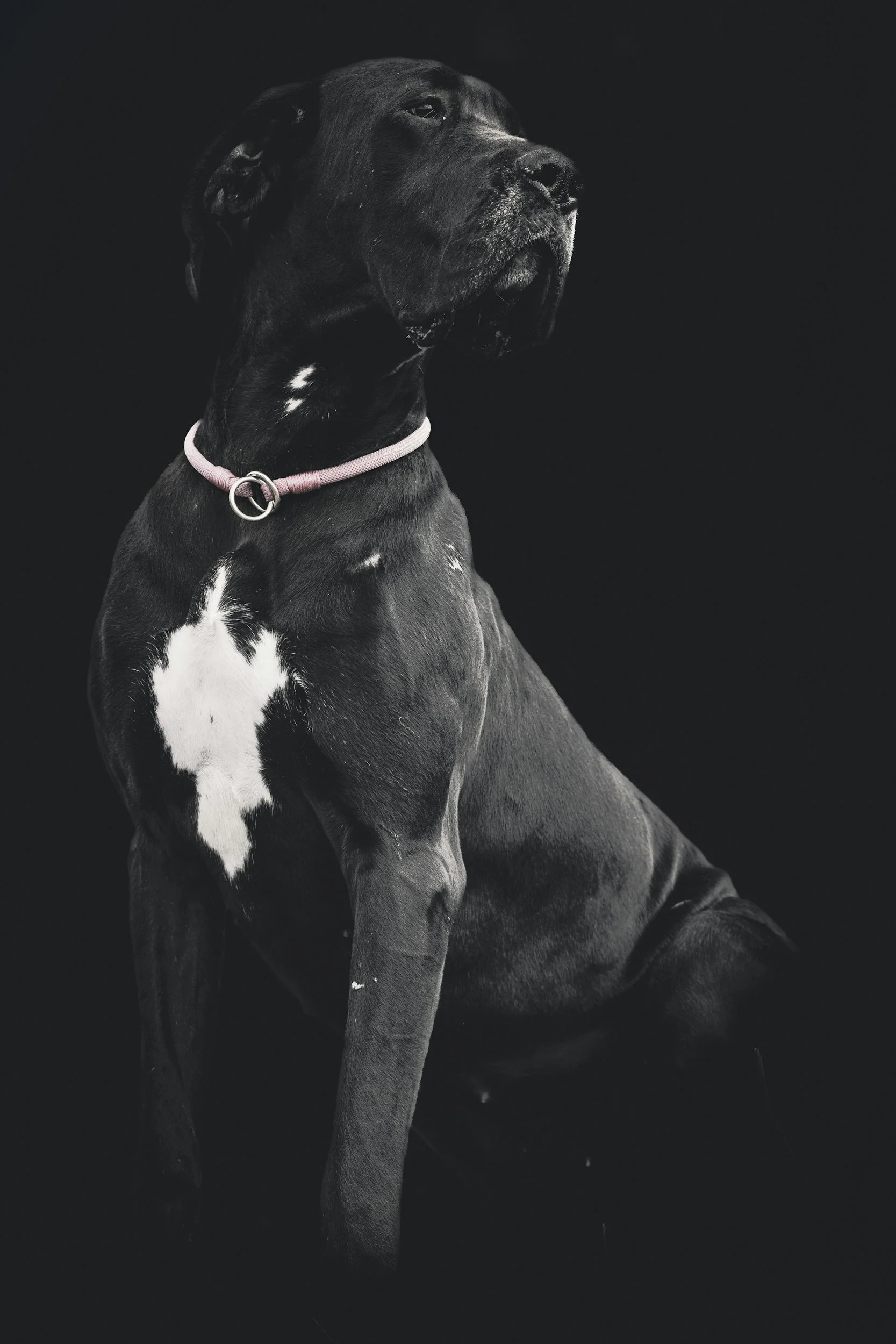 A black and white photo of a Great Dane dog sitting against a dark background, wearing a pink collar.