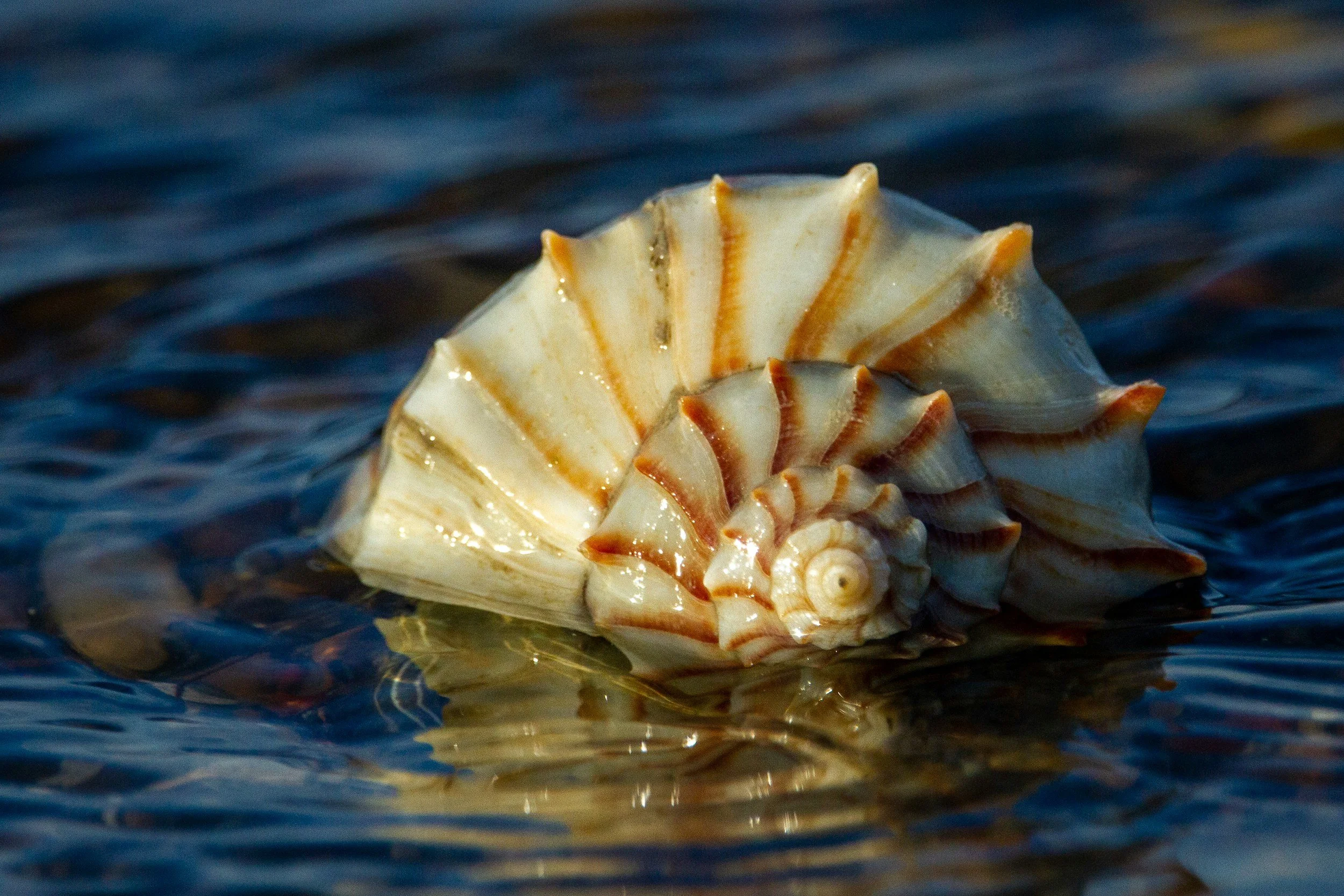Close-up of a seashell floating on water with ripples, showing beige and orange colors.