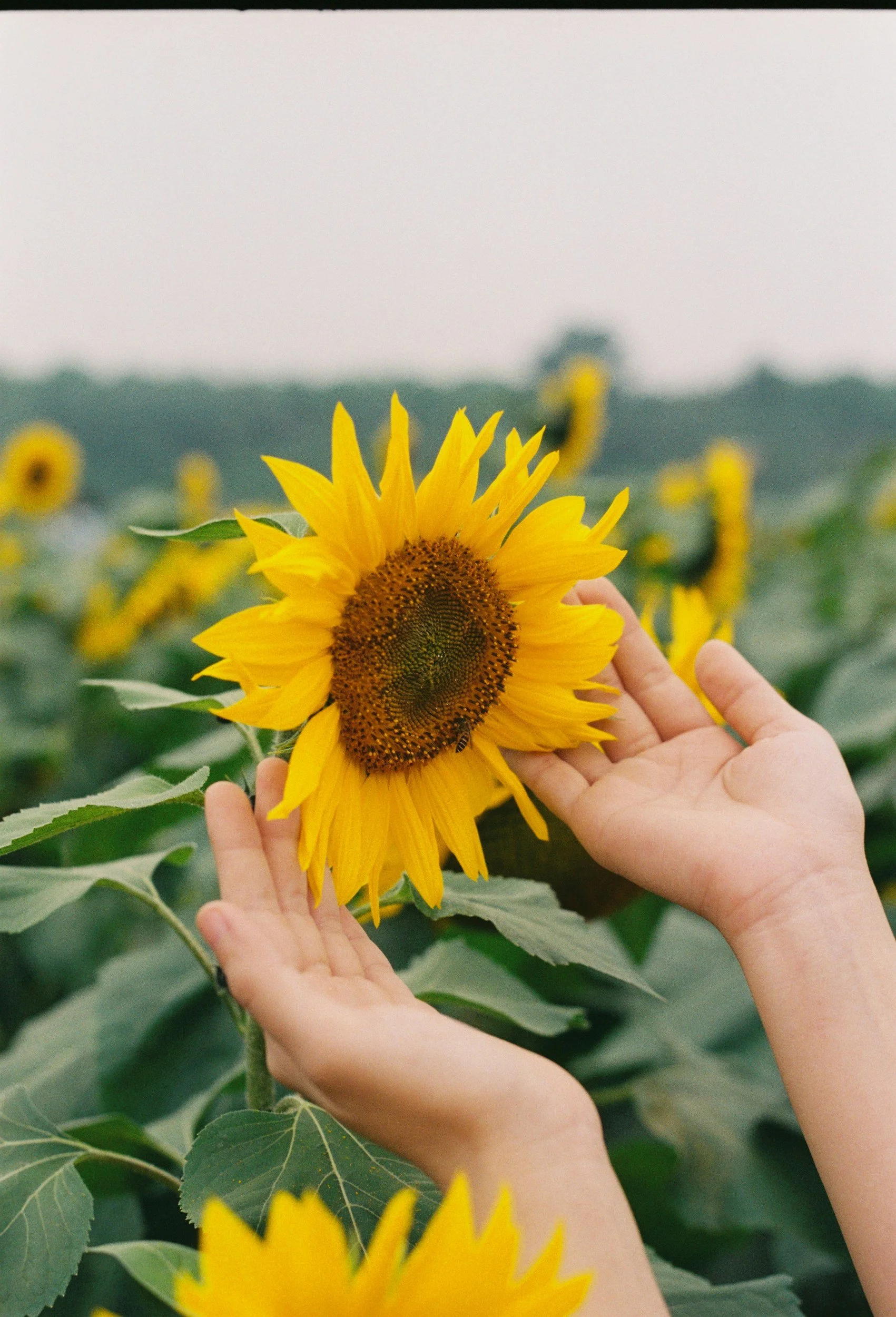Two hands holding a sunflower in a field of sunflowers with a blurred background of clouds and sky.
