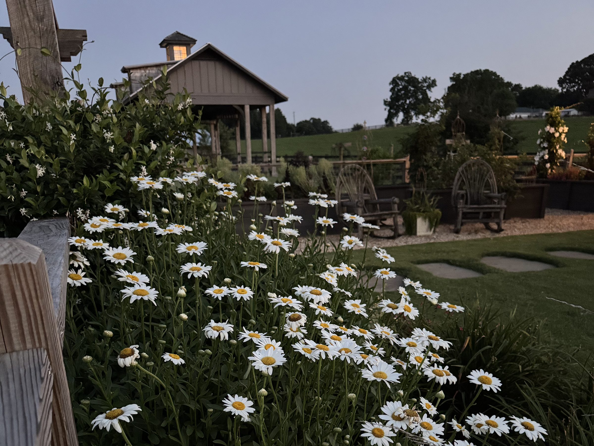 A garden with white daisies, a small wooden gazebo, and two wooden benches at dusk.