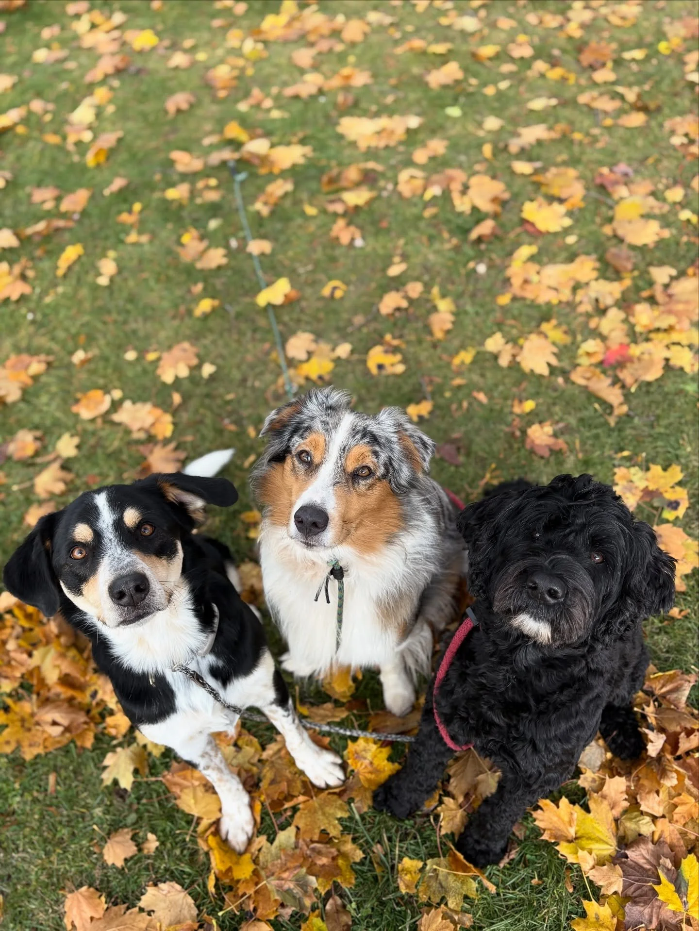 Last week we introduced Lou, Hugo &amp; Pepper on our walk! I tried to get a cute picture of them sitting but who knew I could just pull out a treat and they would all look at me at once! The magic trick for a cute photo 😚 

#dogwalking #dogtrainer 