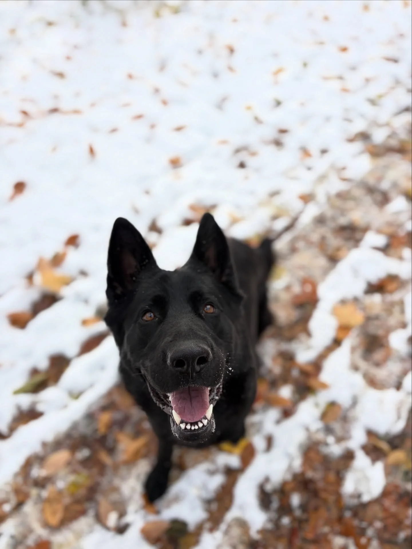 Luci is so photogenic so I have so many pics of her on my camera roll as if she was my own pup! So enjoy her cute face! 🥰💕