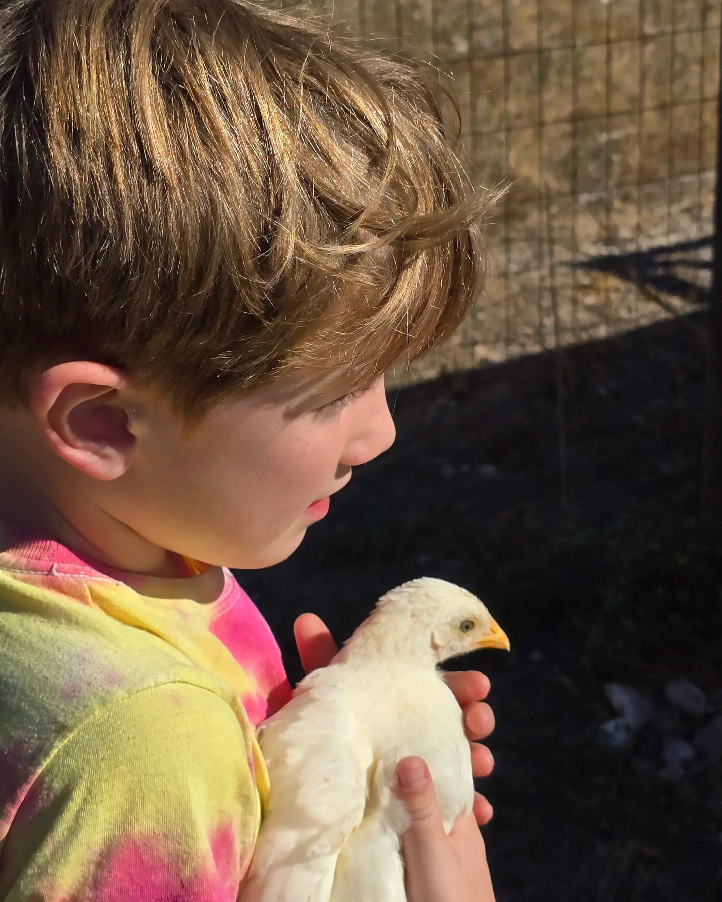 Child with backyard chicken